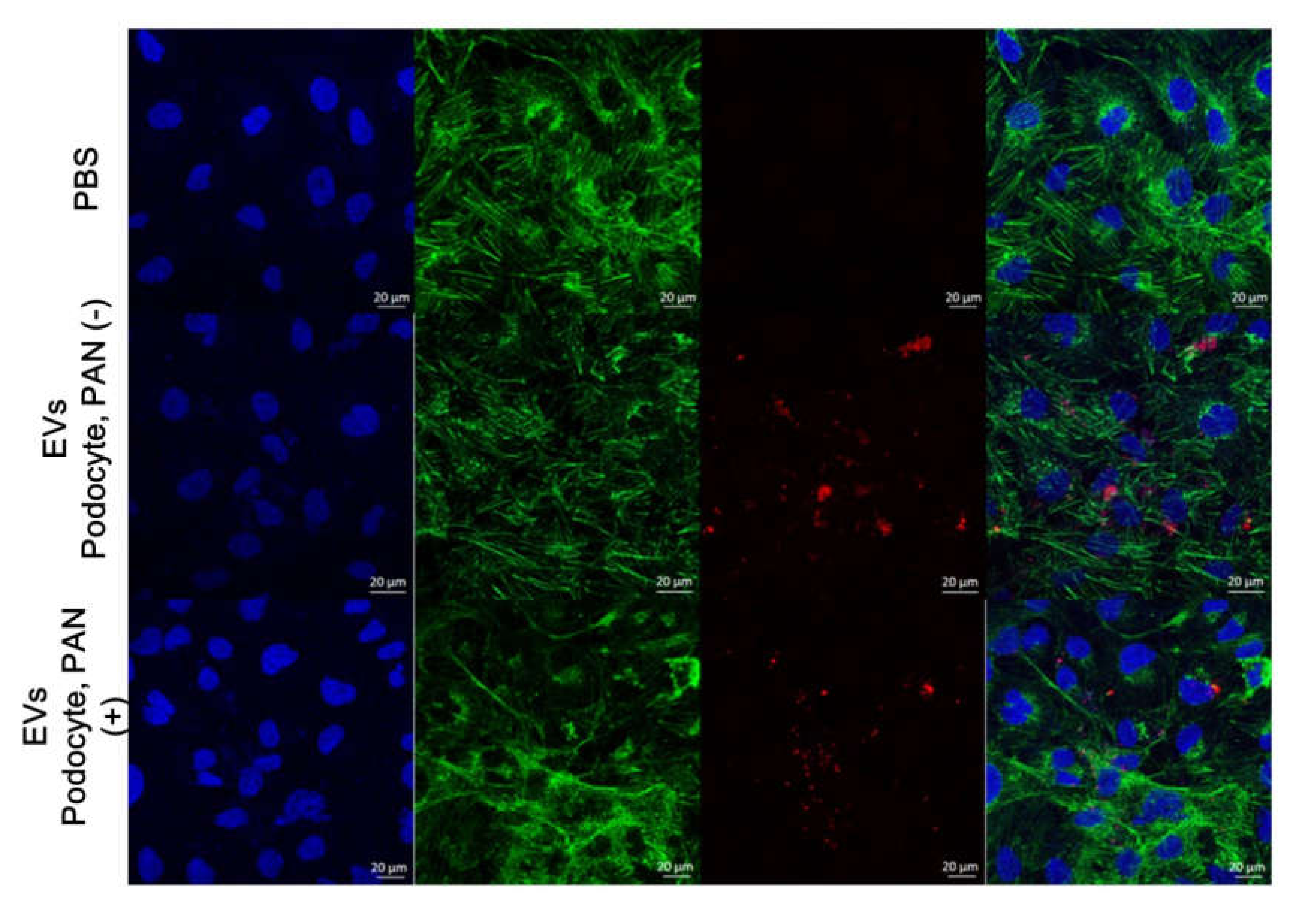 Cells 09 01409 g002 Cells 09 01409 g002