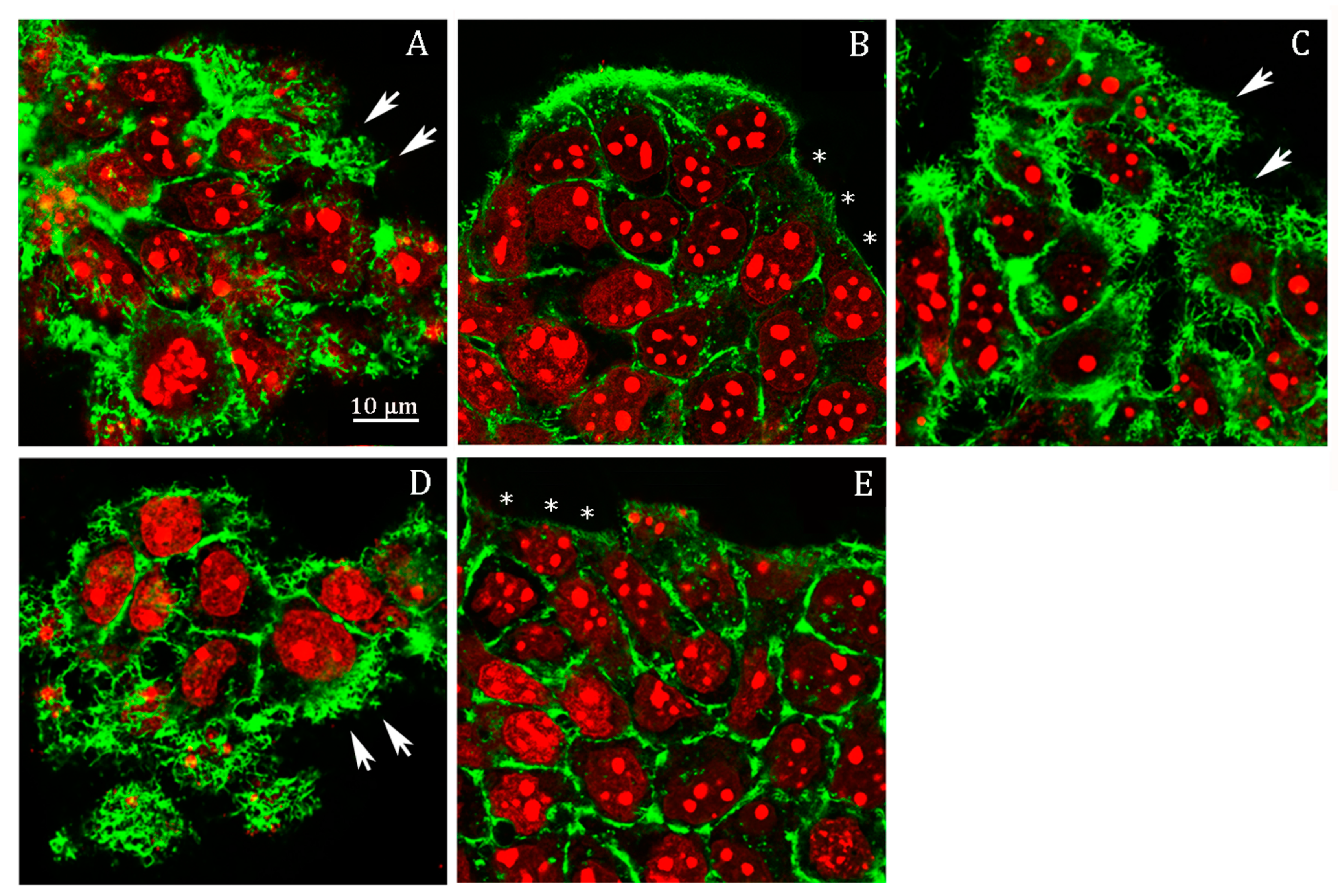 Cells 09 01410 g005 Cells 09 01410 g005
