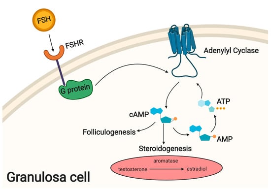 granulosa cells