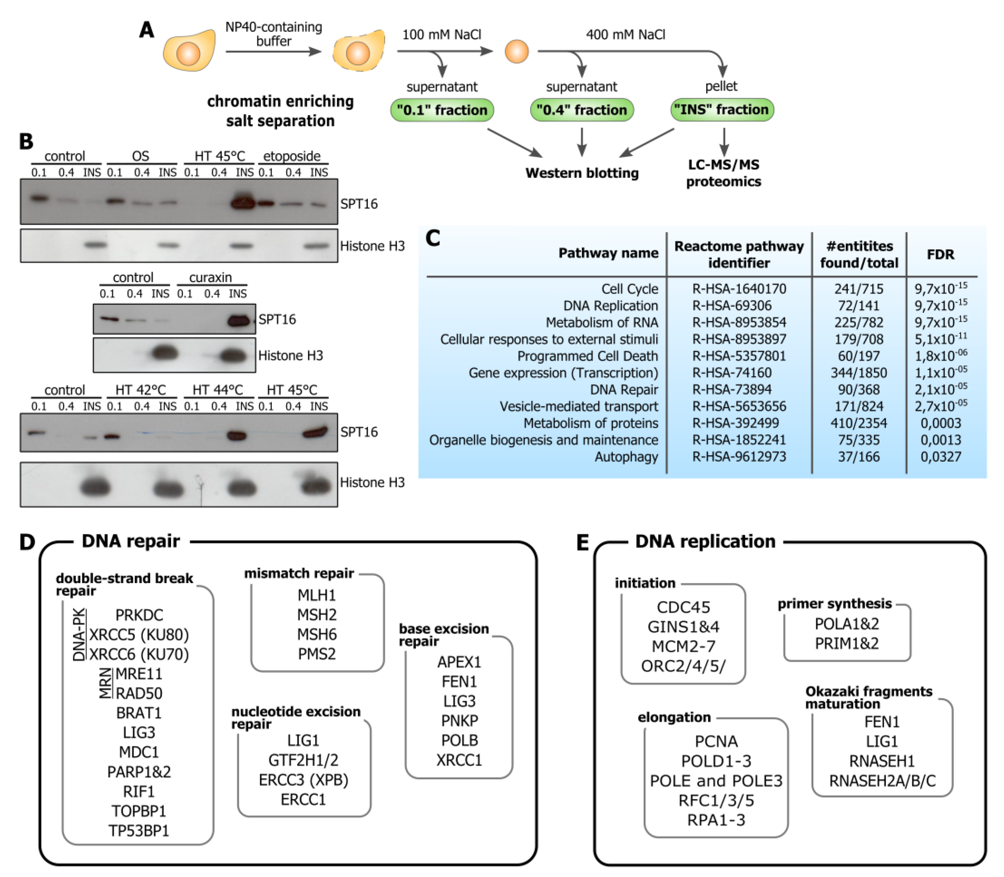 Cells Free Full Text Chromatin Trapping Of Factors Involved In Dna Replication And Repair Underlies Heat Induced Radio And Chemosensitization Html
