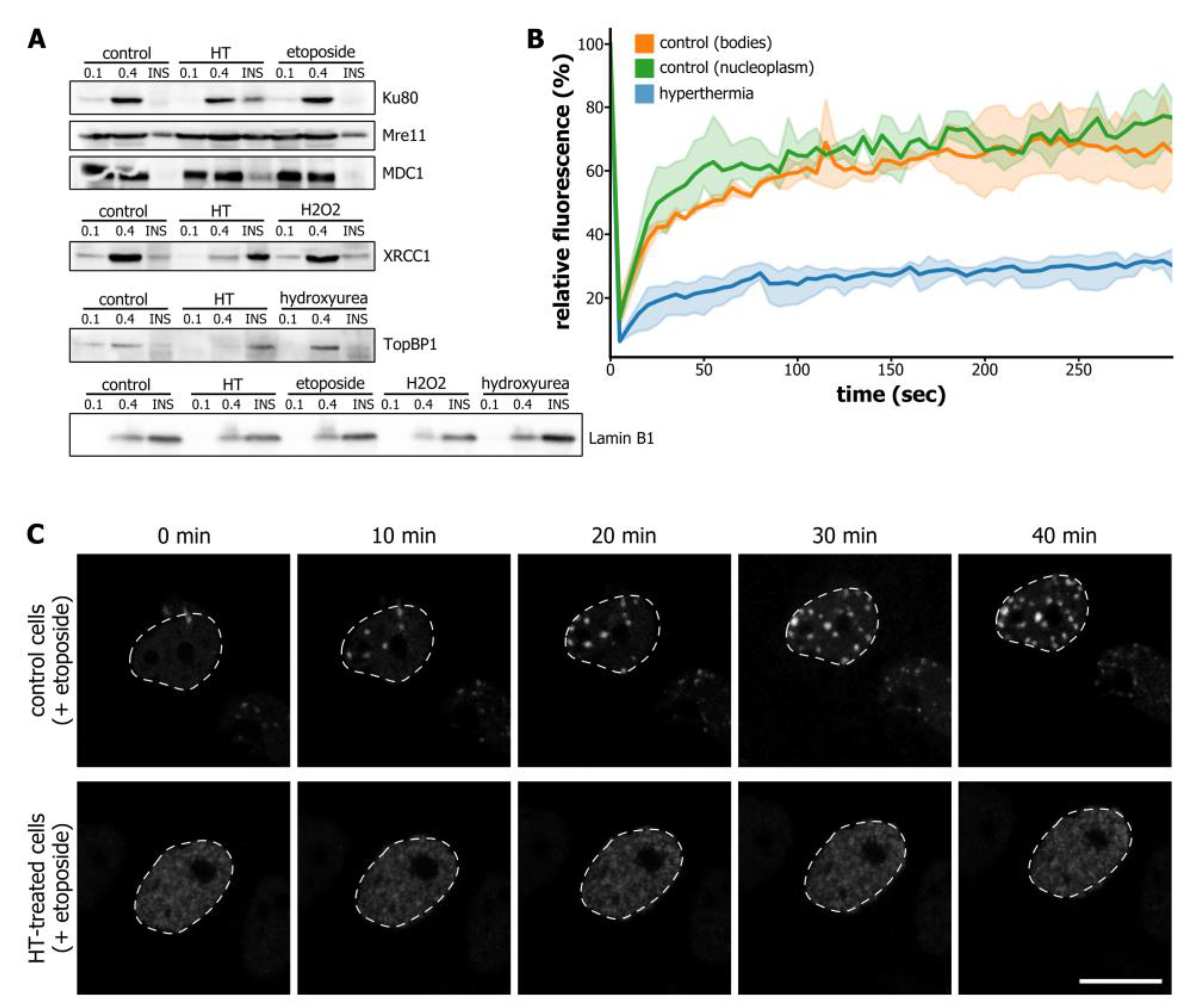 Cells 09 01423 g002 Cells 09 01423 g002