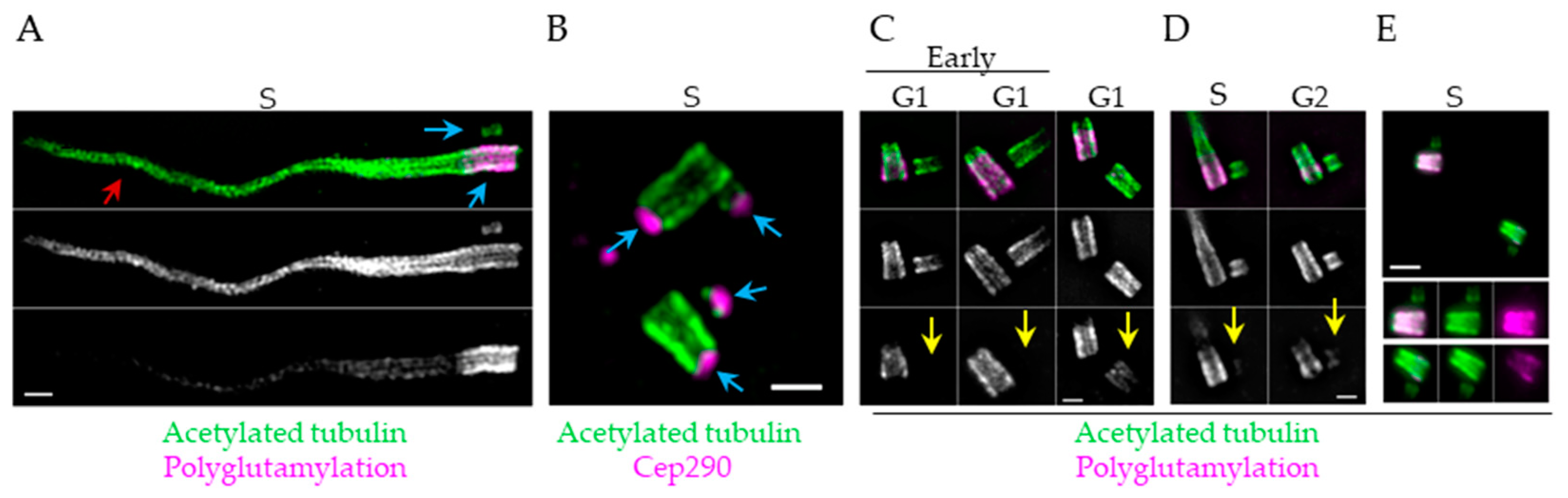 Cells 09 01429 g005 Cells 09 01429 g005