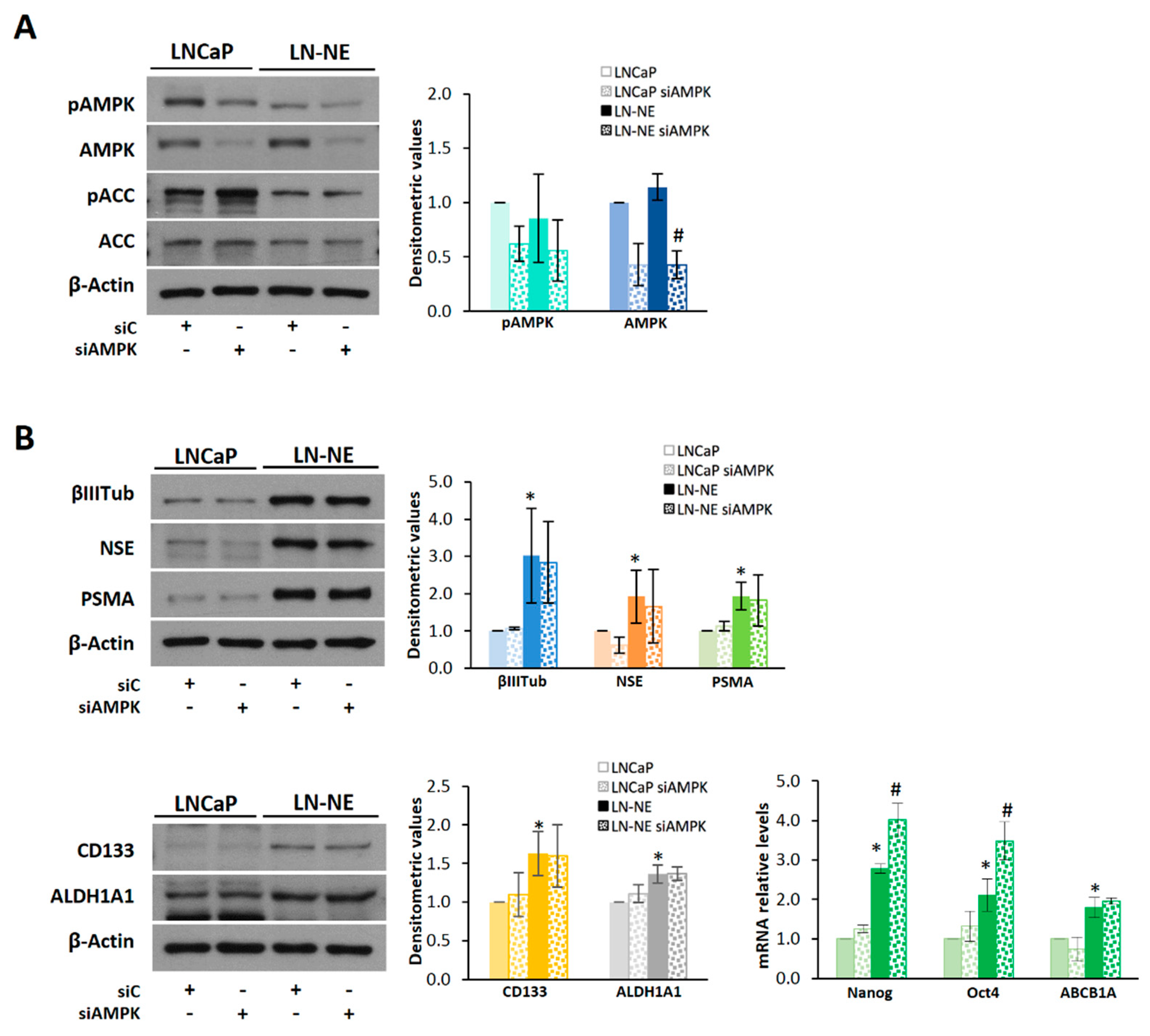 Cells 09 01441 g005 Cells 09 01441 g005