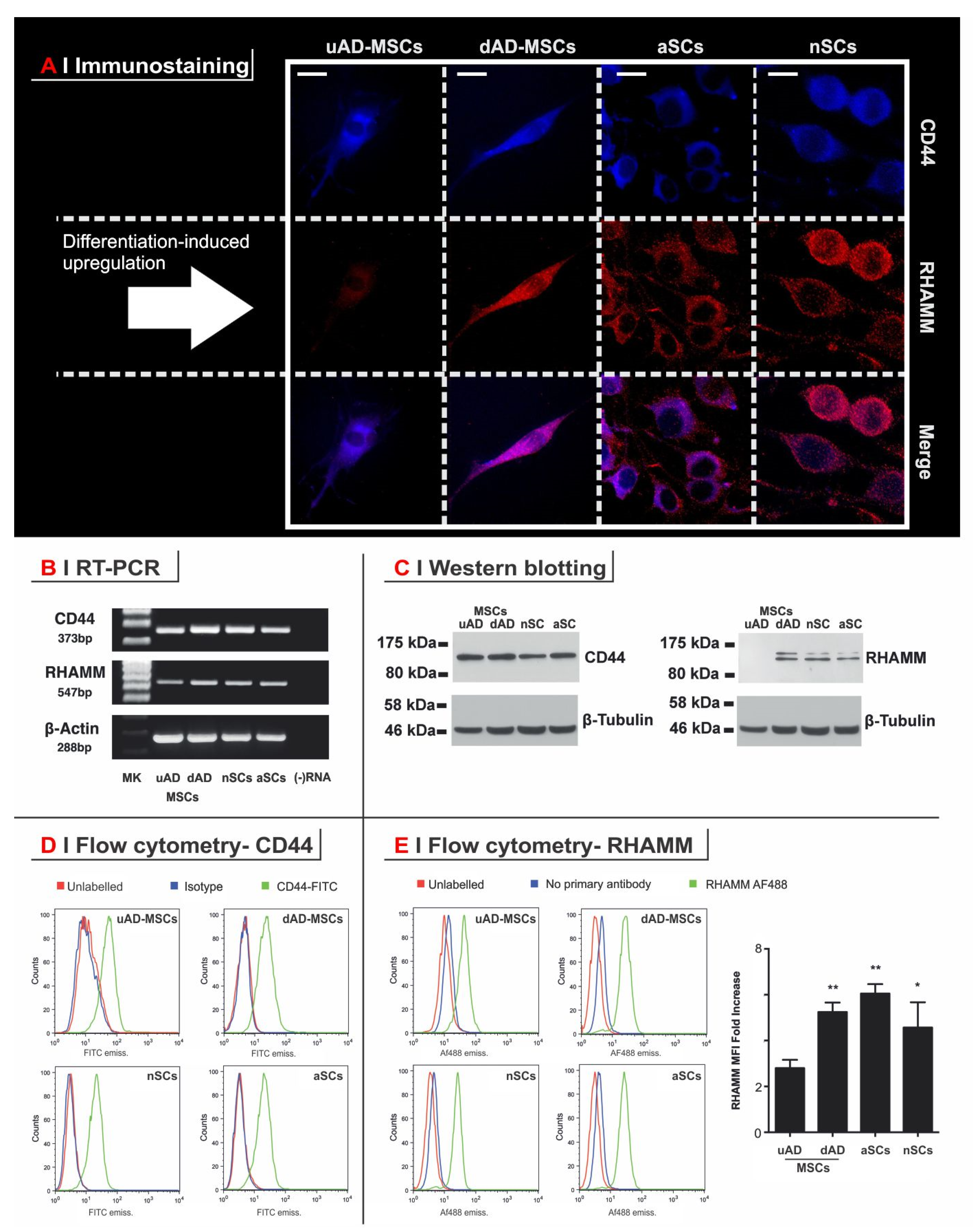 Cells 09 01477 g002 Cells 09 01477 g002