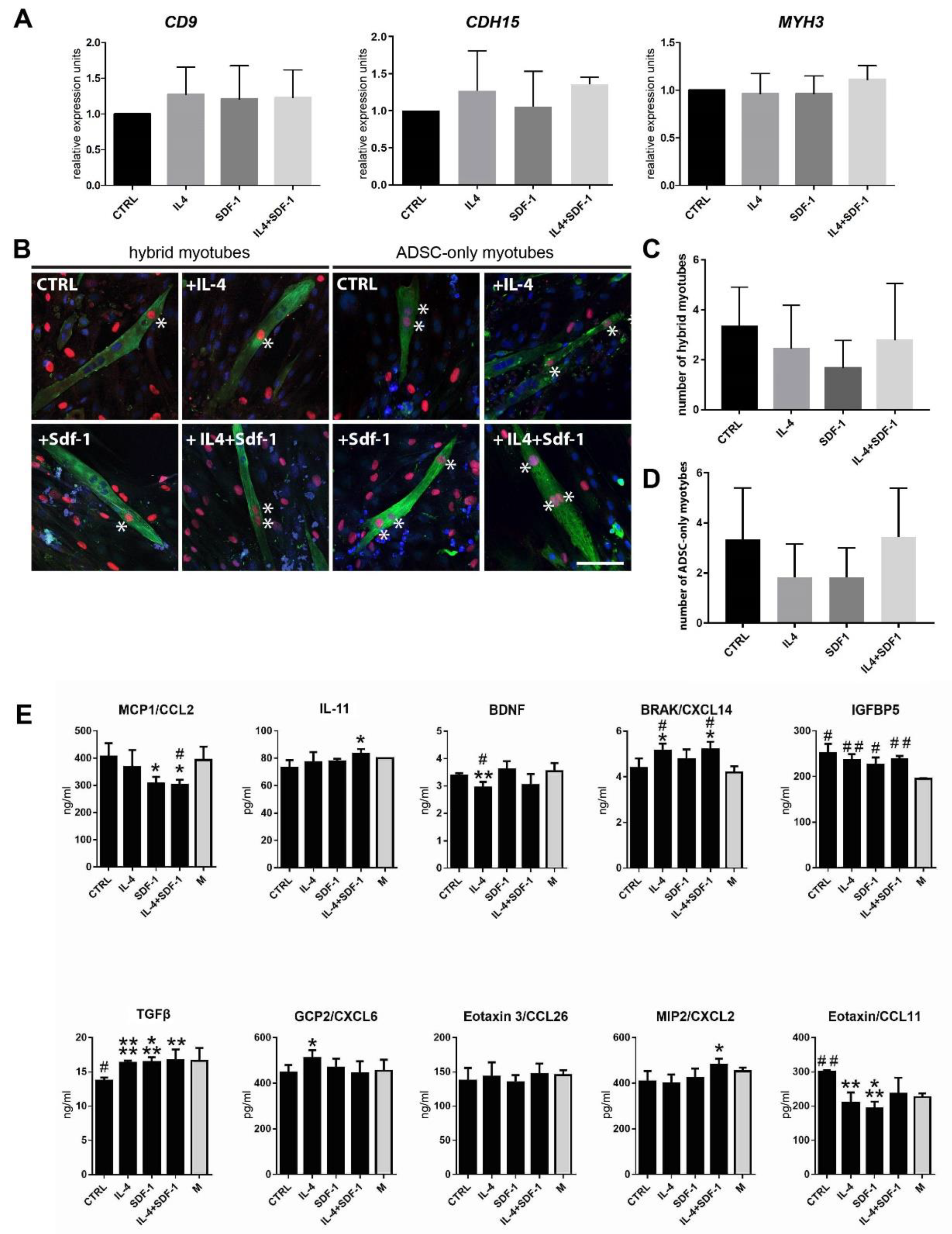 Cells Free Full Text Beneficial Effect Of Il 4 And Sdf 1 On Myogenic Potential Of Mouse And Human Adipose Tissue Derived Stromal Cells