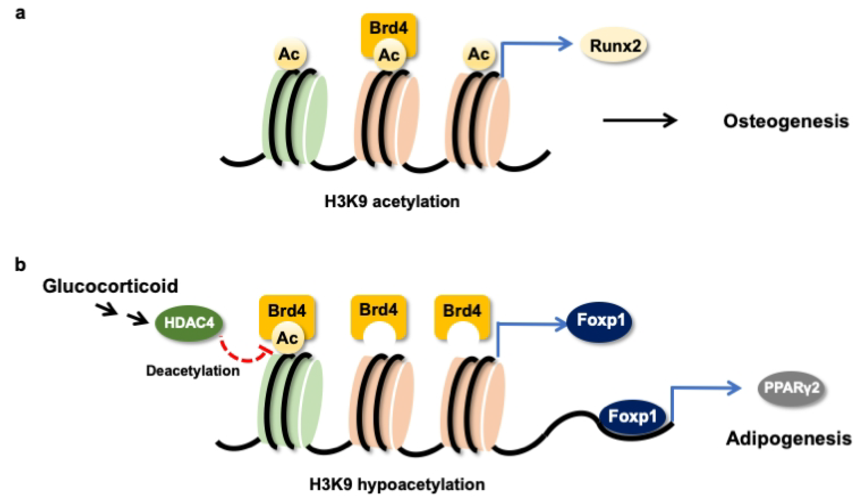 Cells | Free Full-Text | Bromodomain Protein BRD4 Accelerates ...