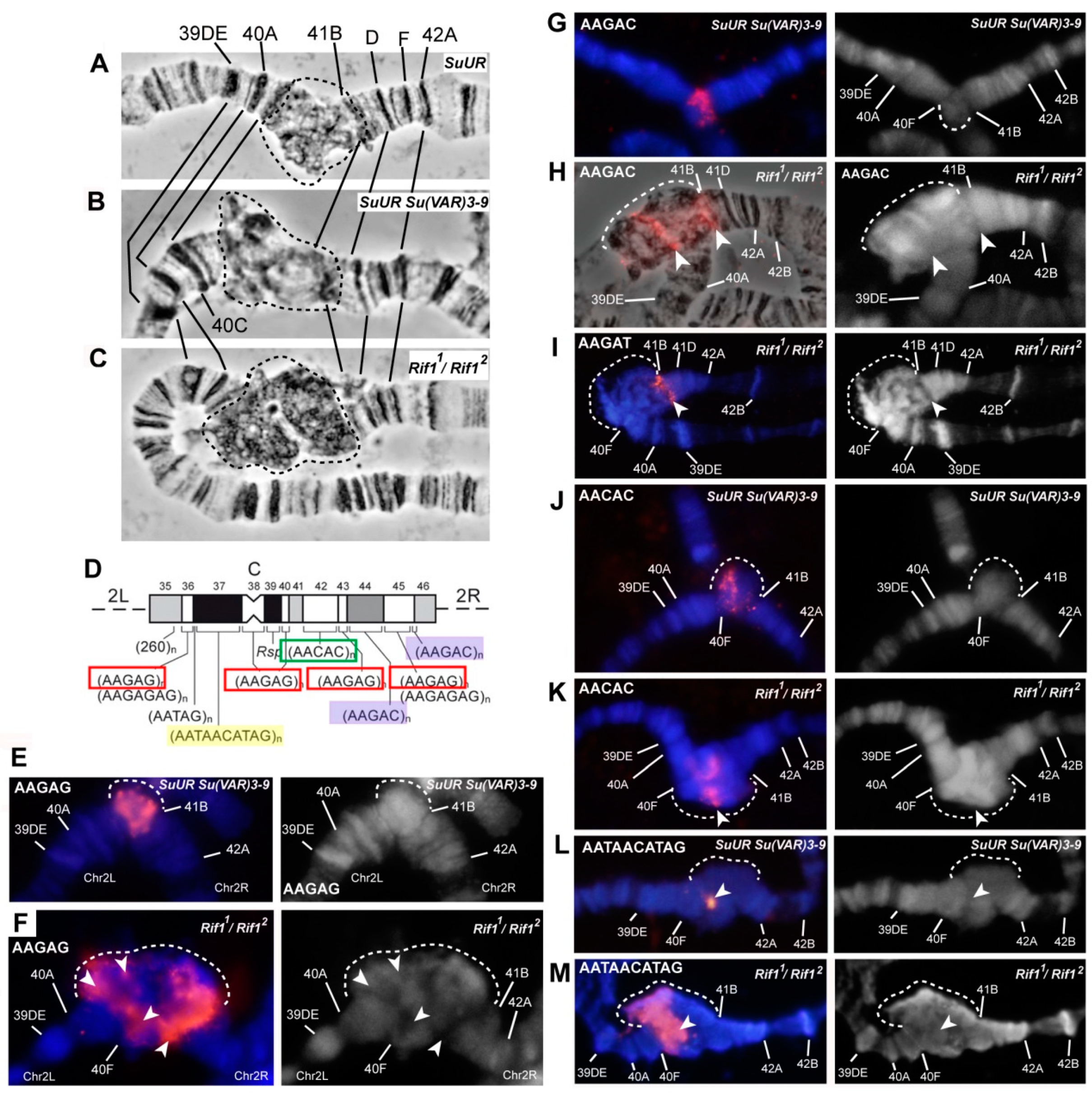 Cells 09 01501 g005 Cells 09 01501 g005