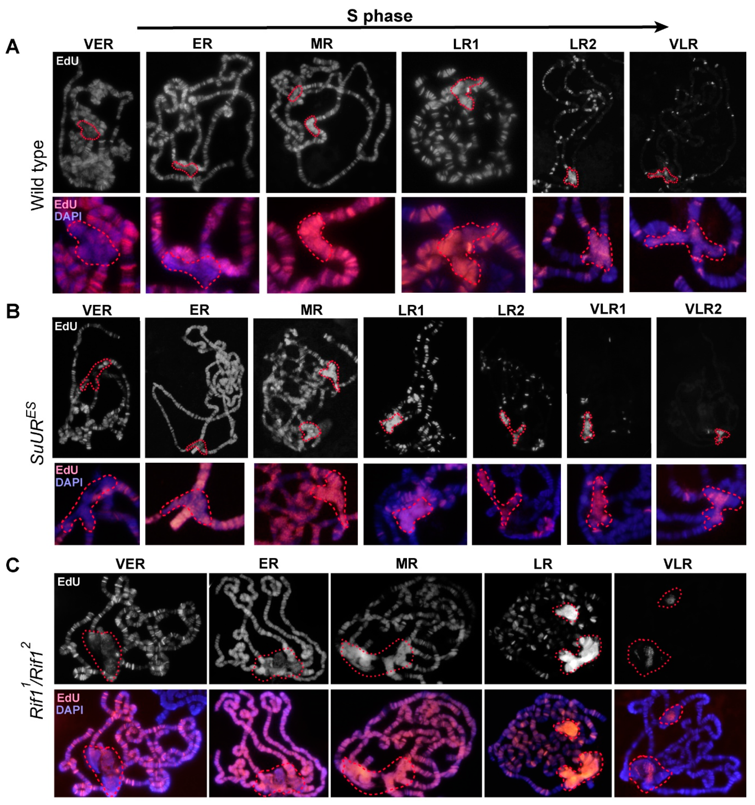 Cells 09 01501 g008 Cells 09 01501 g008