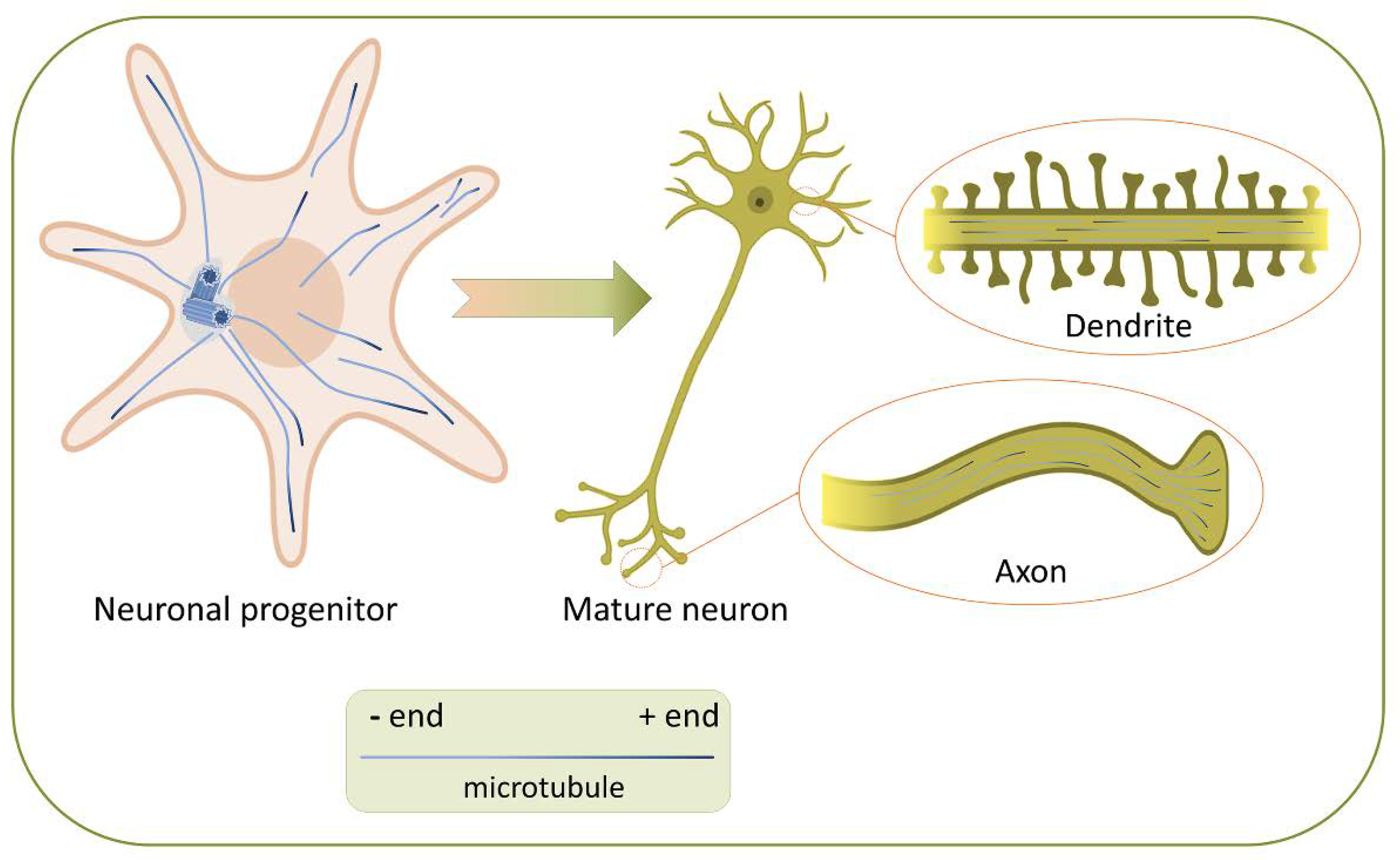 Dendriten und Axone