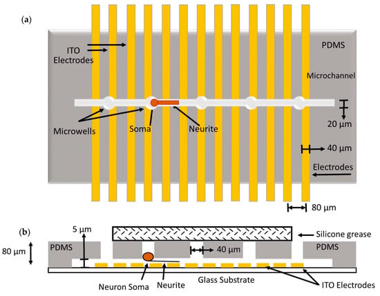 Frontiers  New insights on single-neuron selectivity in the era