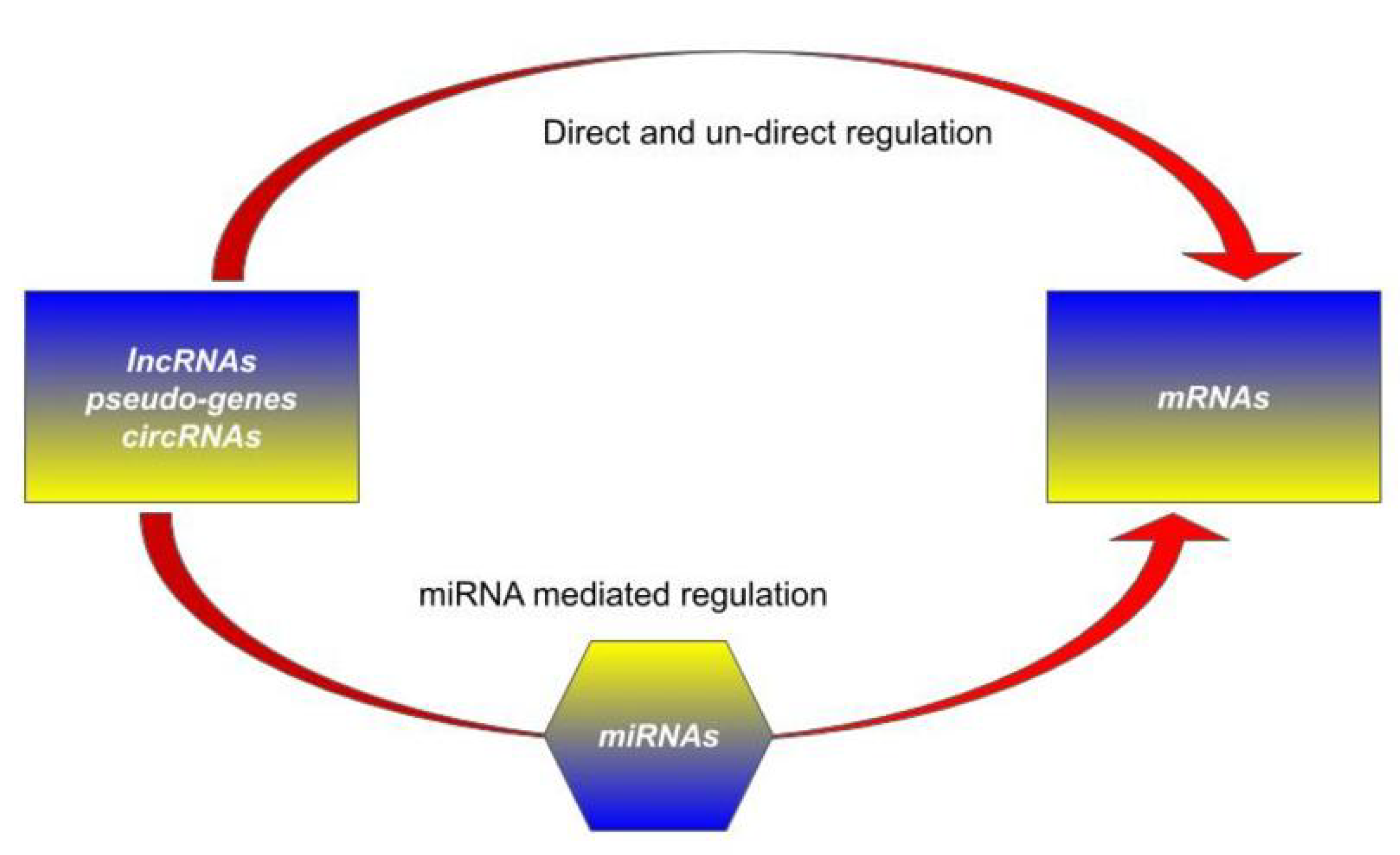 Cells Free Full Text Competing Endogenous Rnas Non Coding Rnas And Diseases An Intertwined Story Html