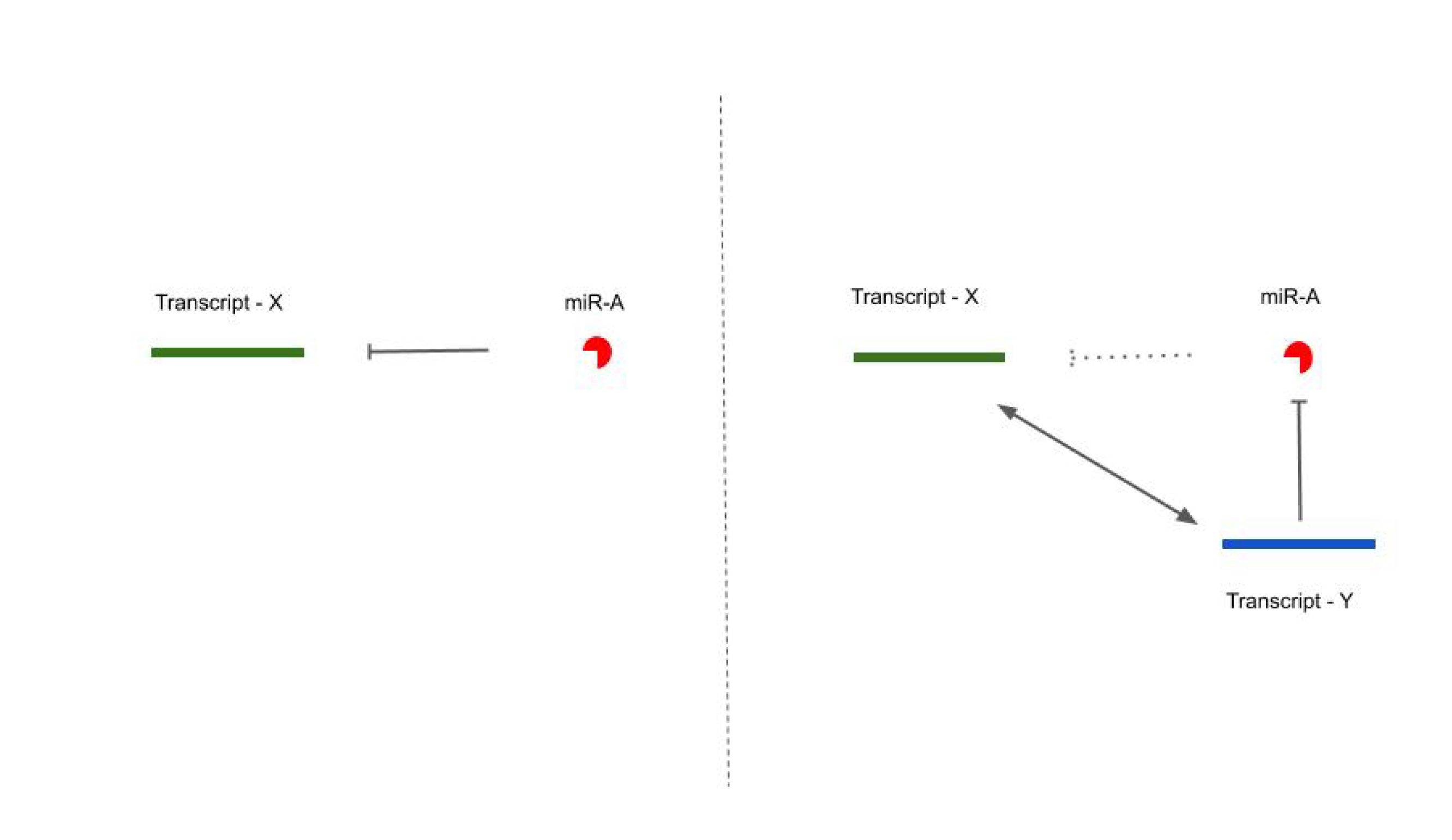 Cells 09 01574 g002 Cells 09 01574 g002