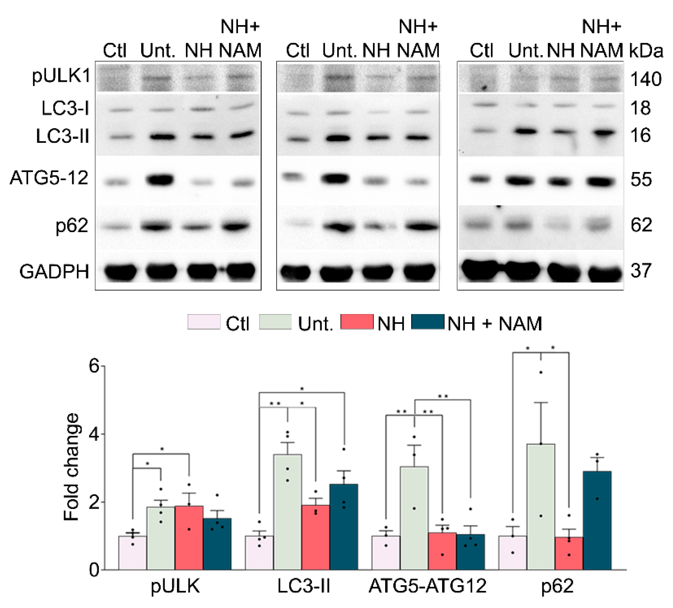 Cells 09 01575 g005 Cells 09 01575 g005