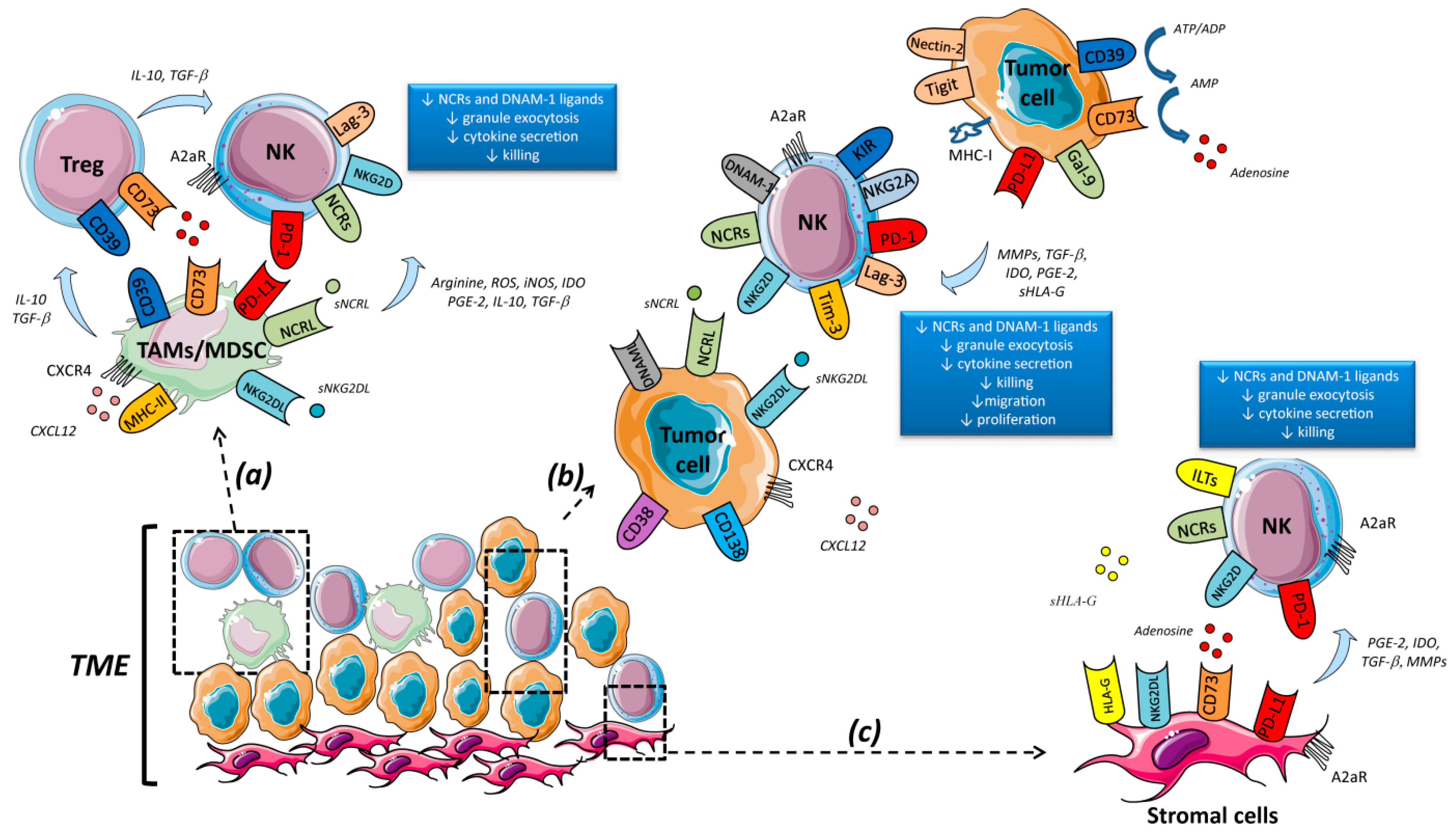 Cells | Free Full-Text | Checkpoint Inhibitors and Engineered Cells: New  Weapons for Natural Killer Cell Arsenal Against Hematological Malignancies  | HTML