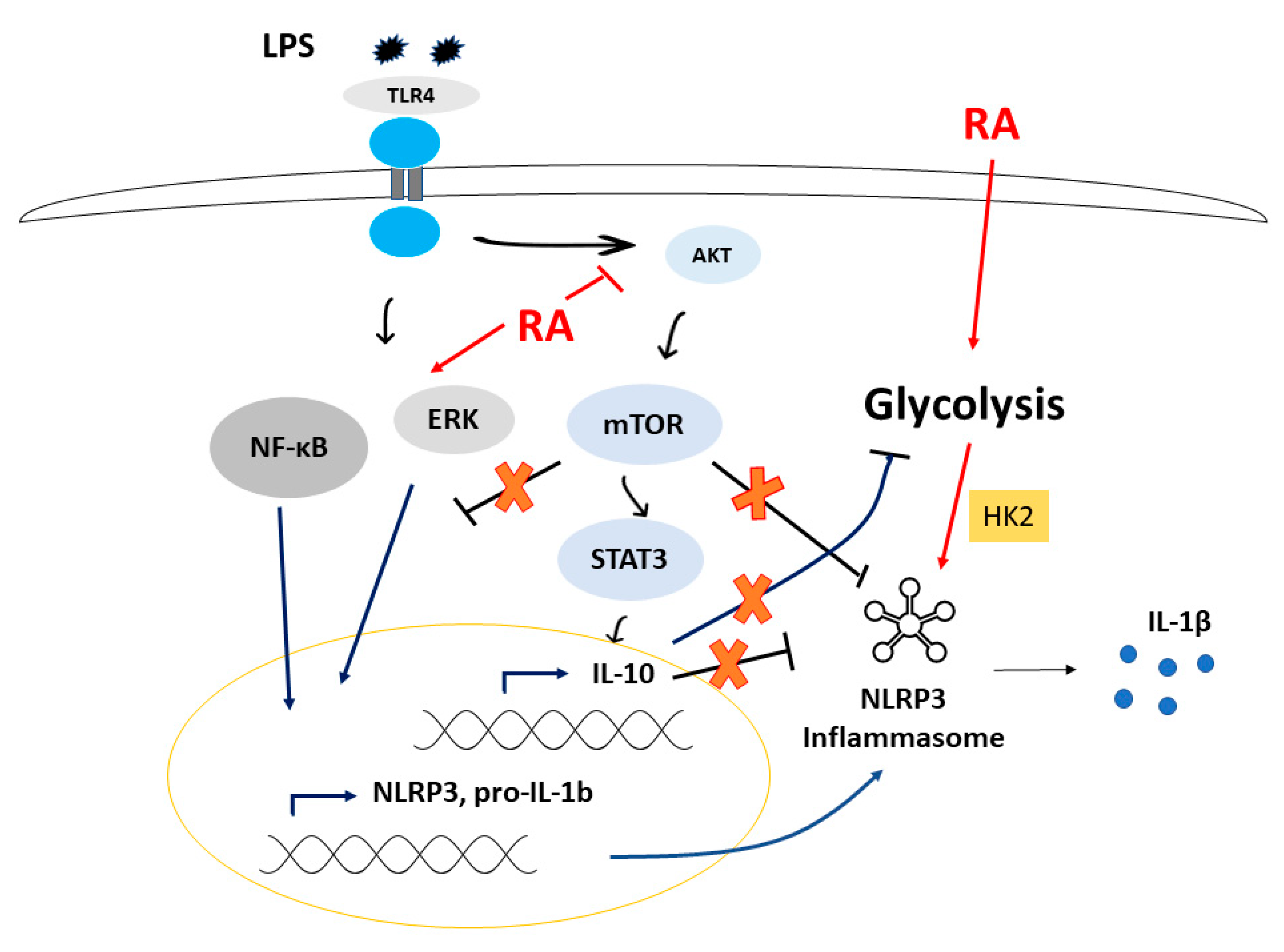 Cells | Free Full-Text | All-Trans Retinoic Acid Enhances both the  Signaling for Priming and the Glycolysis for Activation of NLRP3  Inflammasome in Human Macrophage | HTML