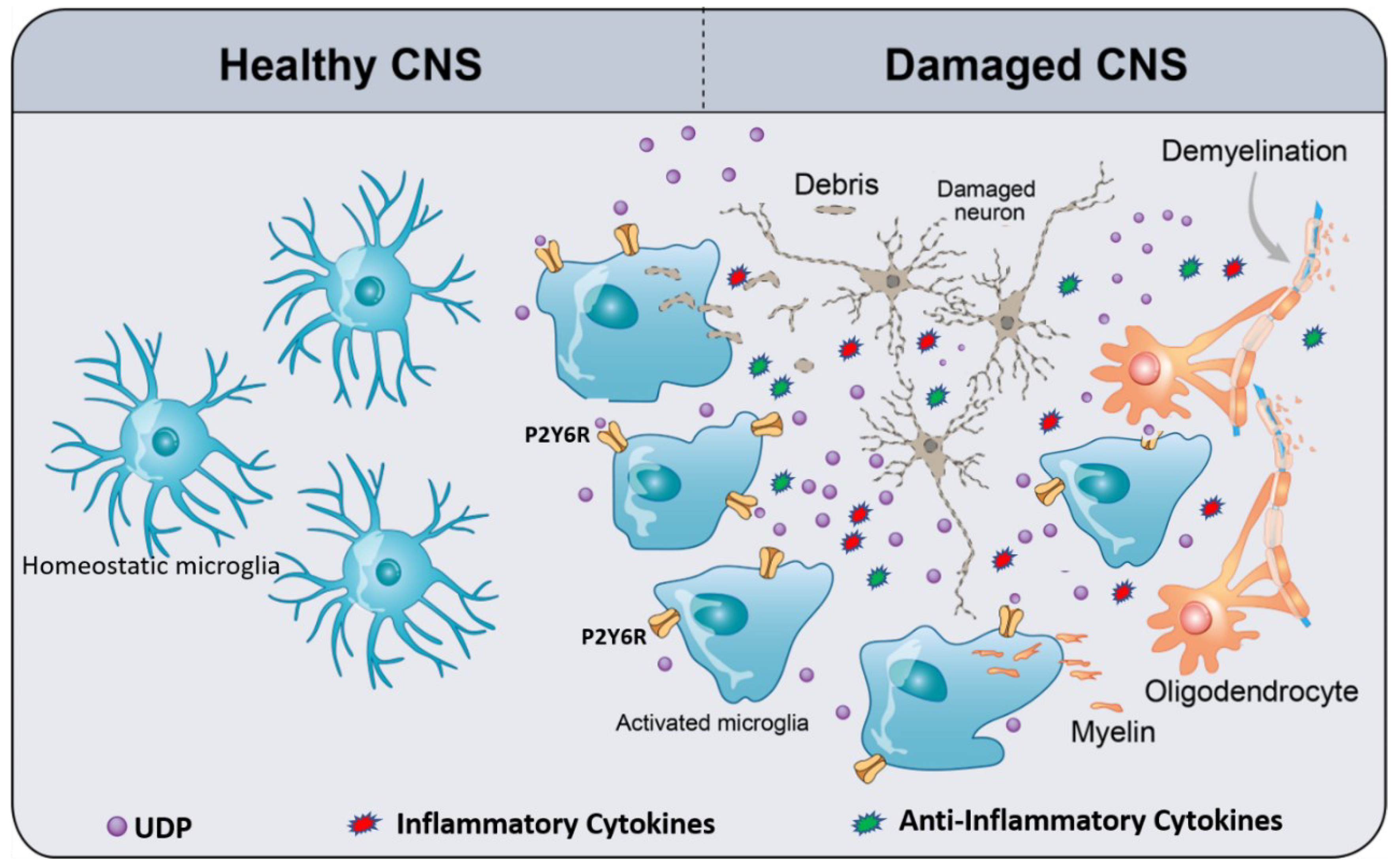 Cells | Free Full-Text | Microglia Purinoceptor P2Y6: An Emerging  Therapeutic Target in CNS Diseases