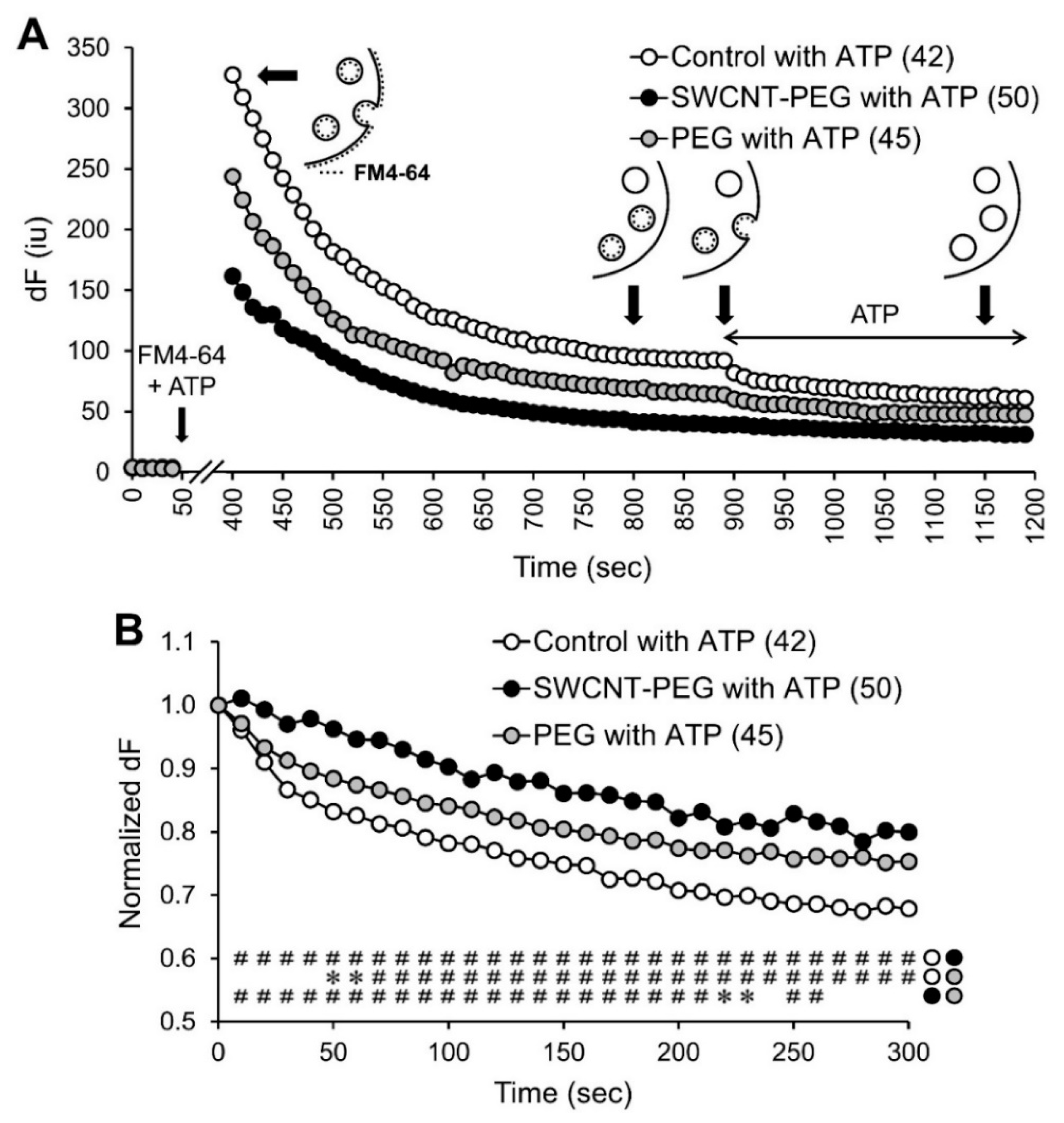 Cells 09 01597 g004 Cells 09 01597 g004