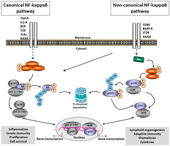 Cells | Special Issue : NF-kappa B in Inflammation and Immunity