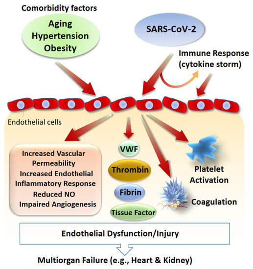 Cells | Free Full-Text | COVID-19, Renin-Angiotensin System and Endothelial  Dysfunction