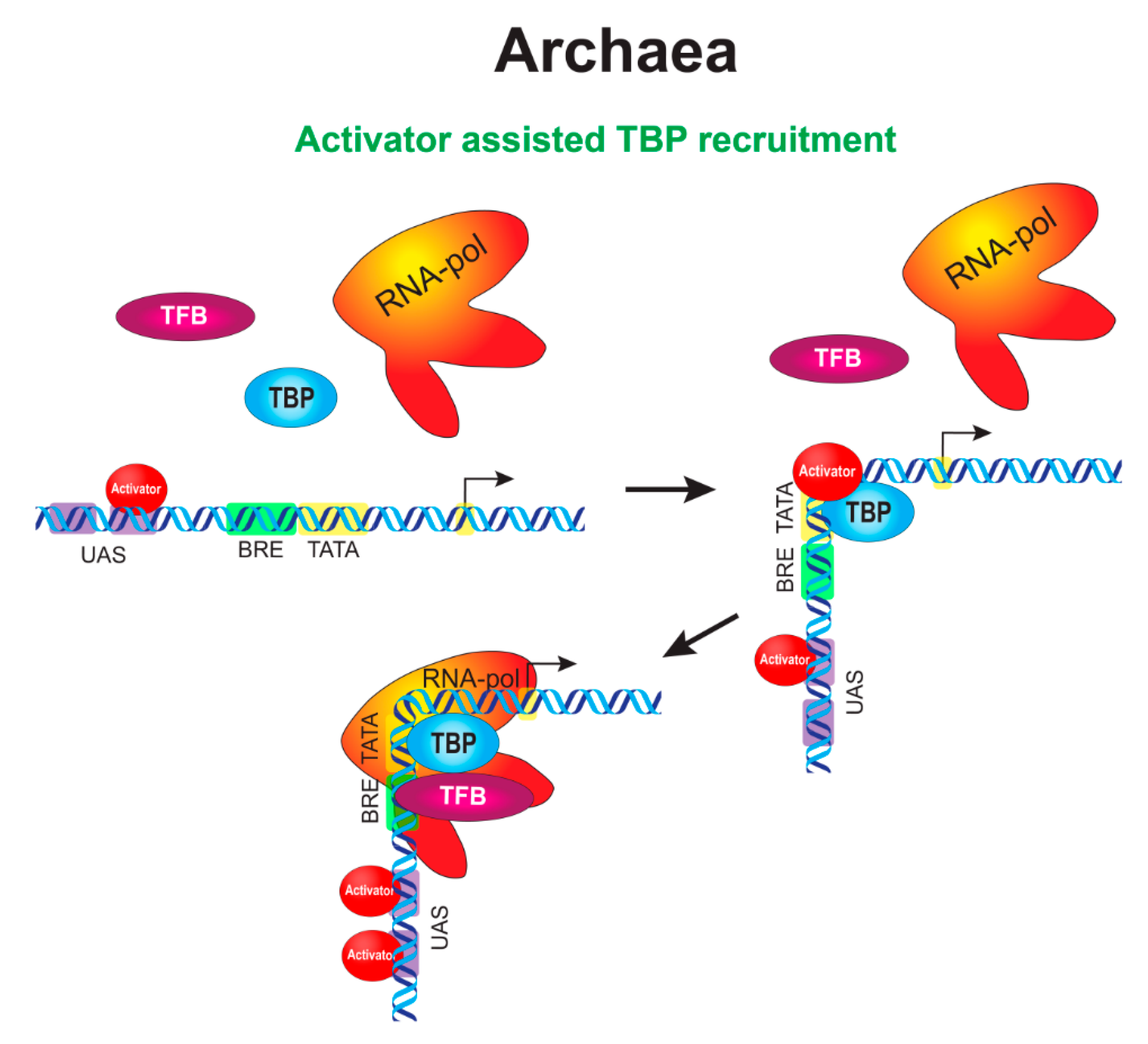 Cells 09 01675 g002 Cells 09 01675 g002
