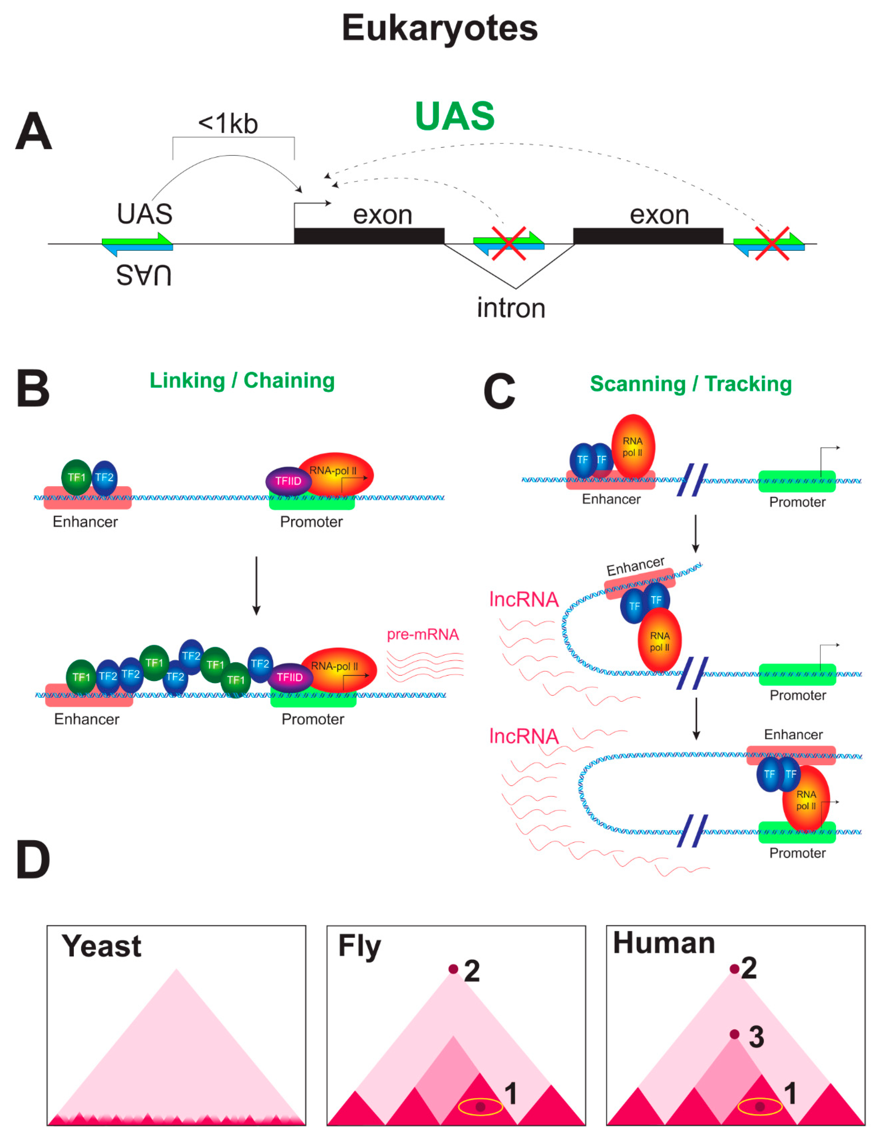 Cells 09 01675 g003 Cells 09 01675 g003