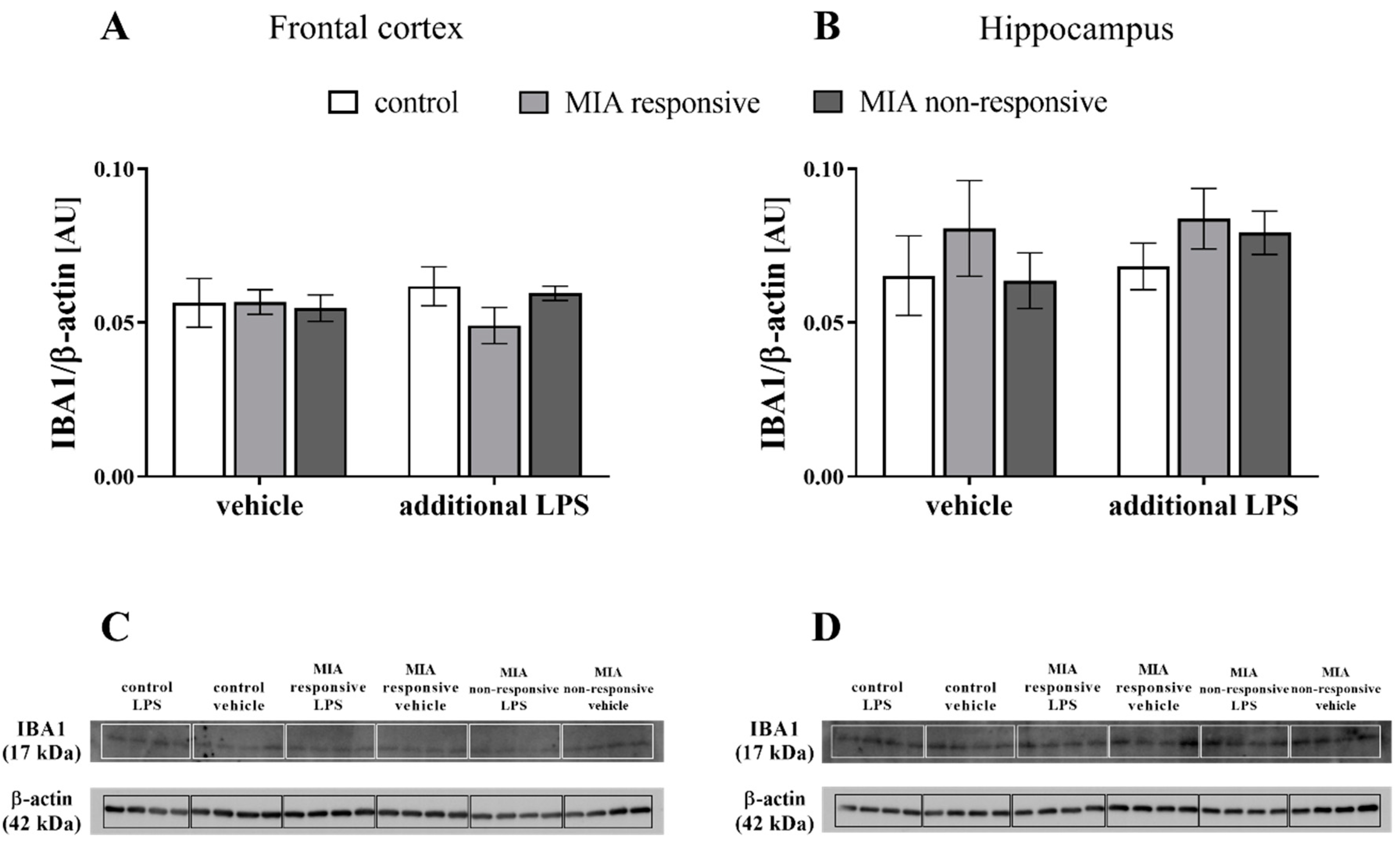 Cells 09 01676 g008 Cells 09 01676 g008