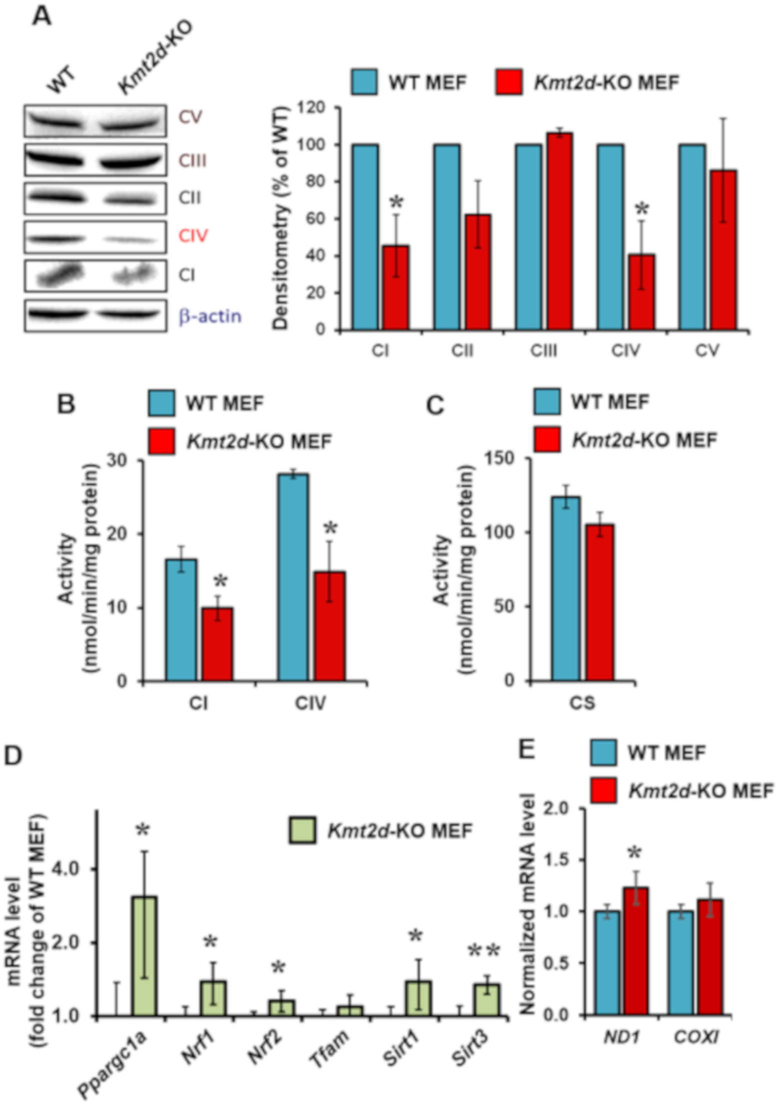 Cells 09 01685 g004 Cells 09 01685 g004