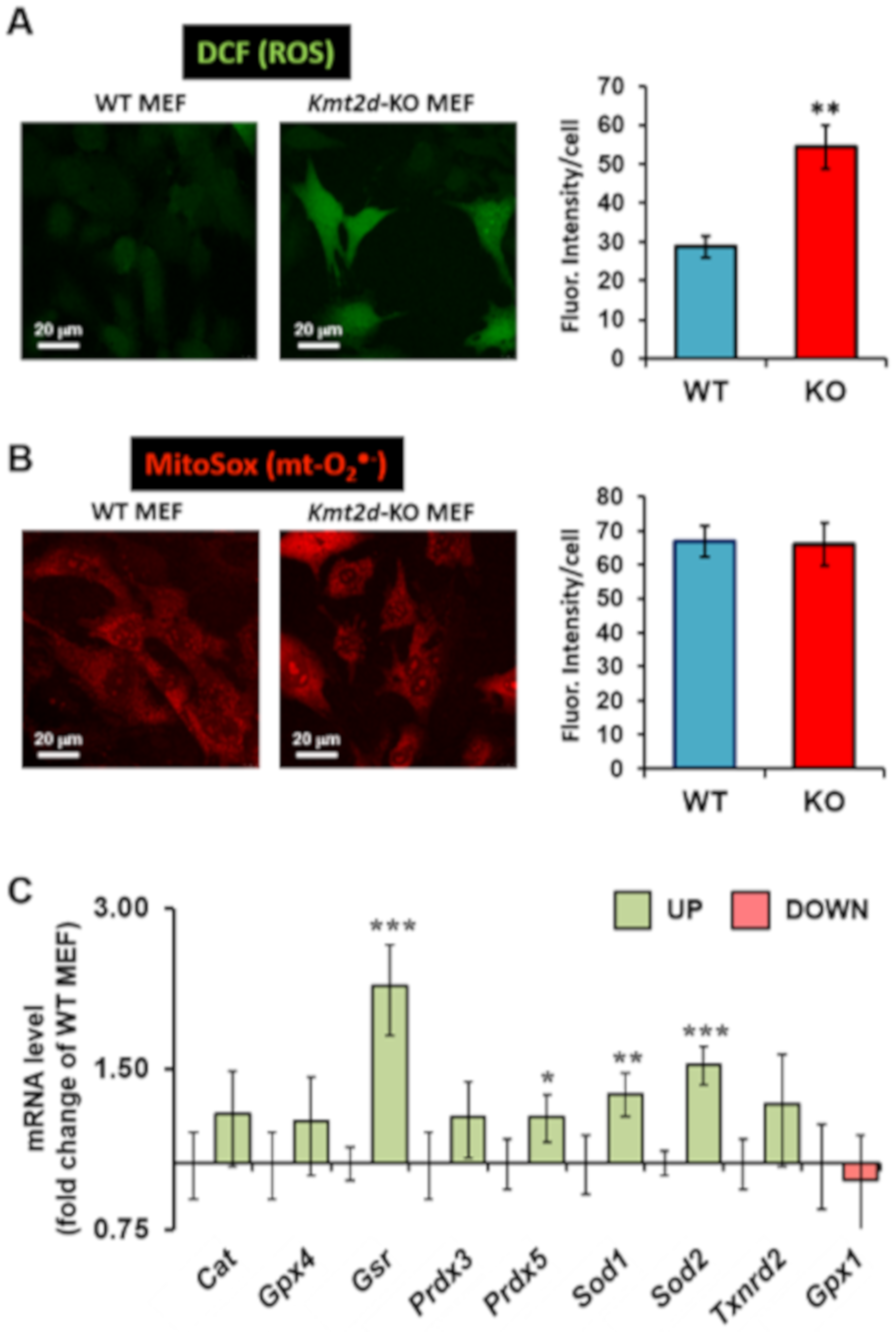 Cells 09 01685 g005 Cells 09 01685 g005
