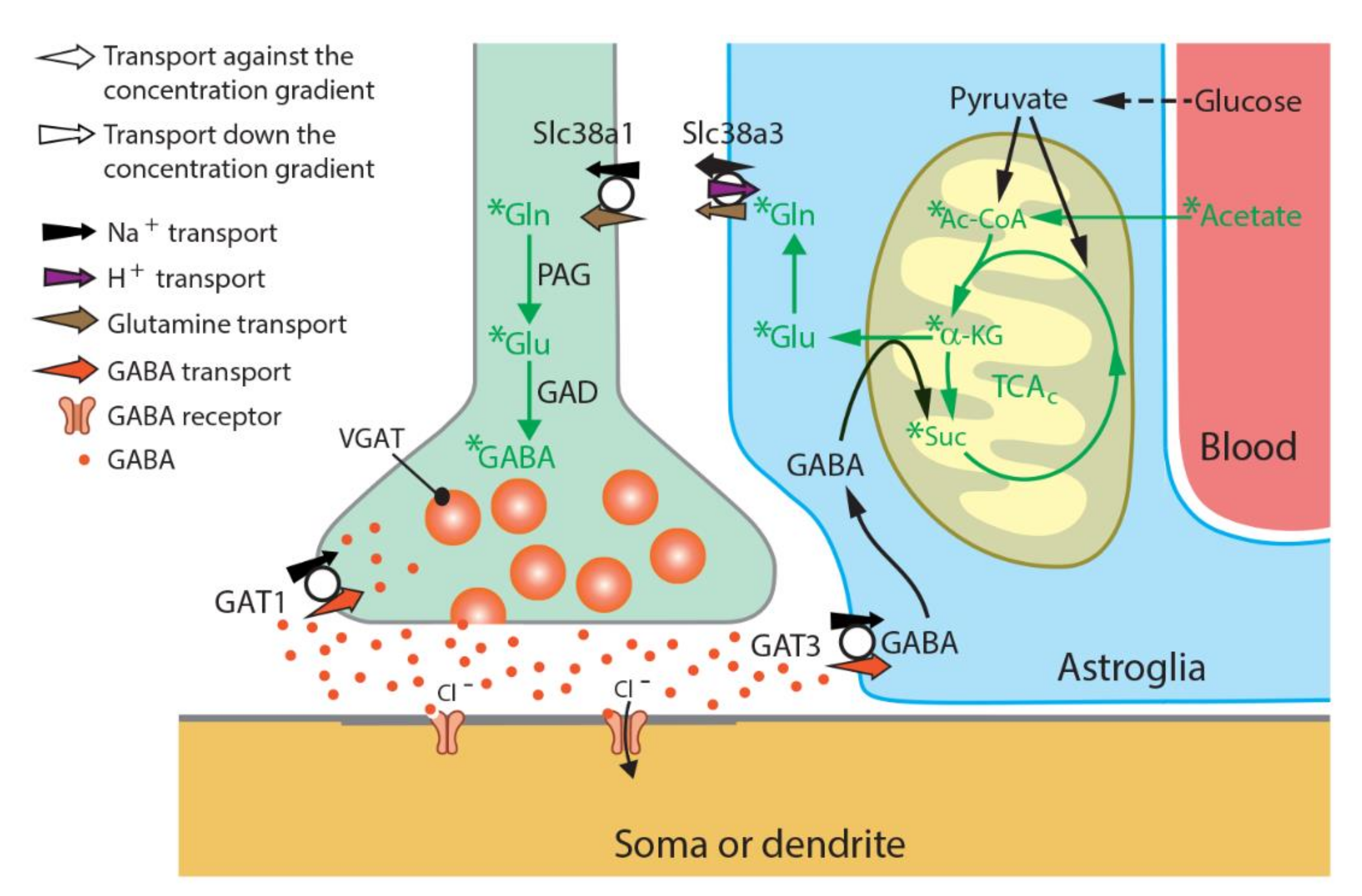 Cells | Free Full-Text | Slc38a1 Conveys Astroglia-Derived Glutamine into  GABAergic Interneurons for Neurotransmitter GABA Synthesis