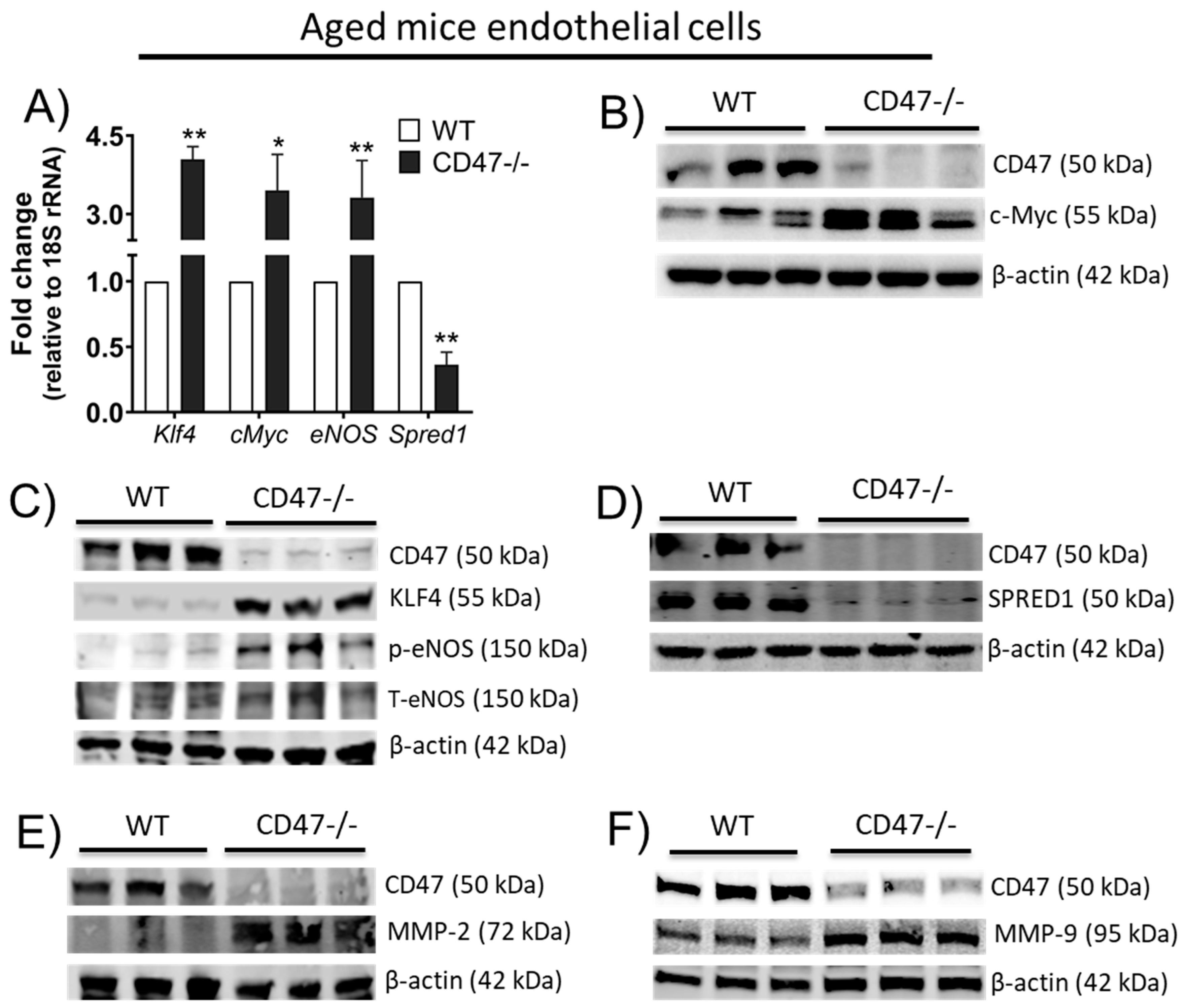 Cells 09 01695 g007 Cells 09 01695 g007