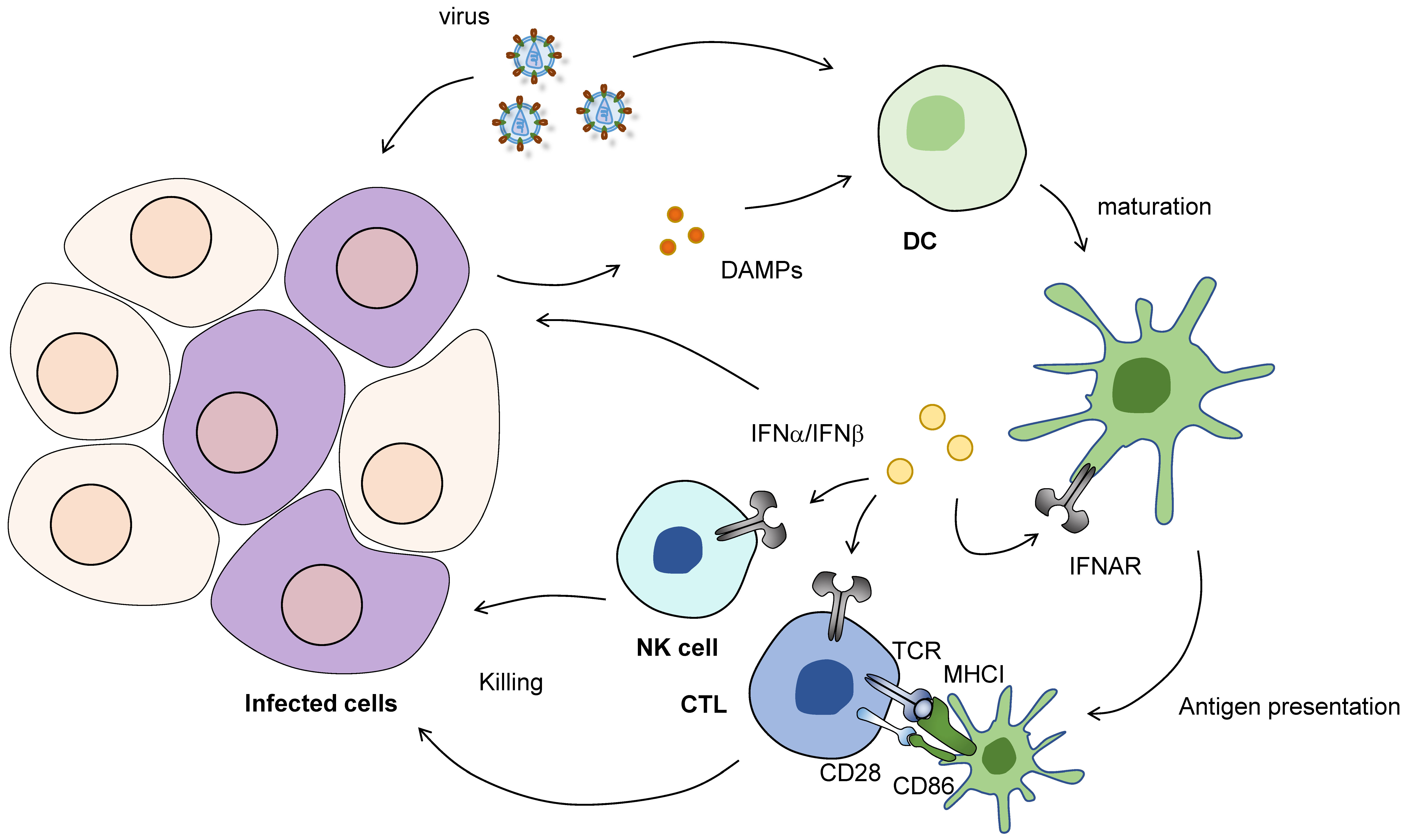 Cells | Free Full-Text | RNA Recognition and Immunity—Innate Immune Sensing  and Its Posttranscriptional Regulation Mechanisms | HTML
