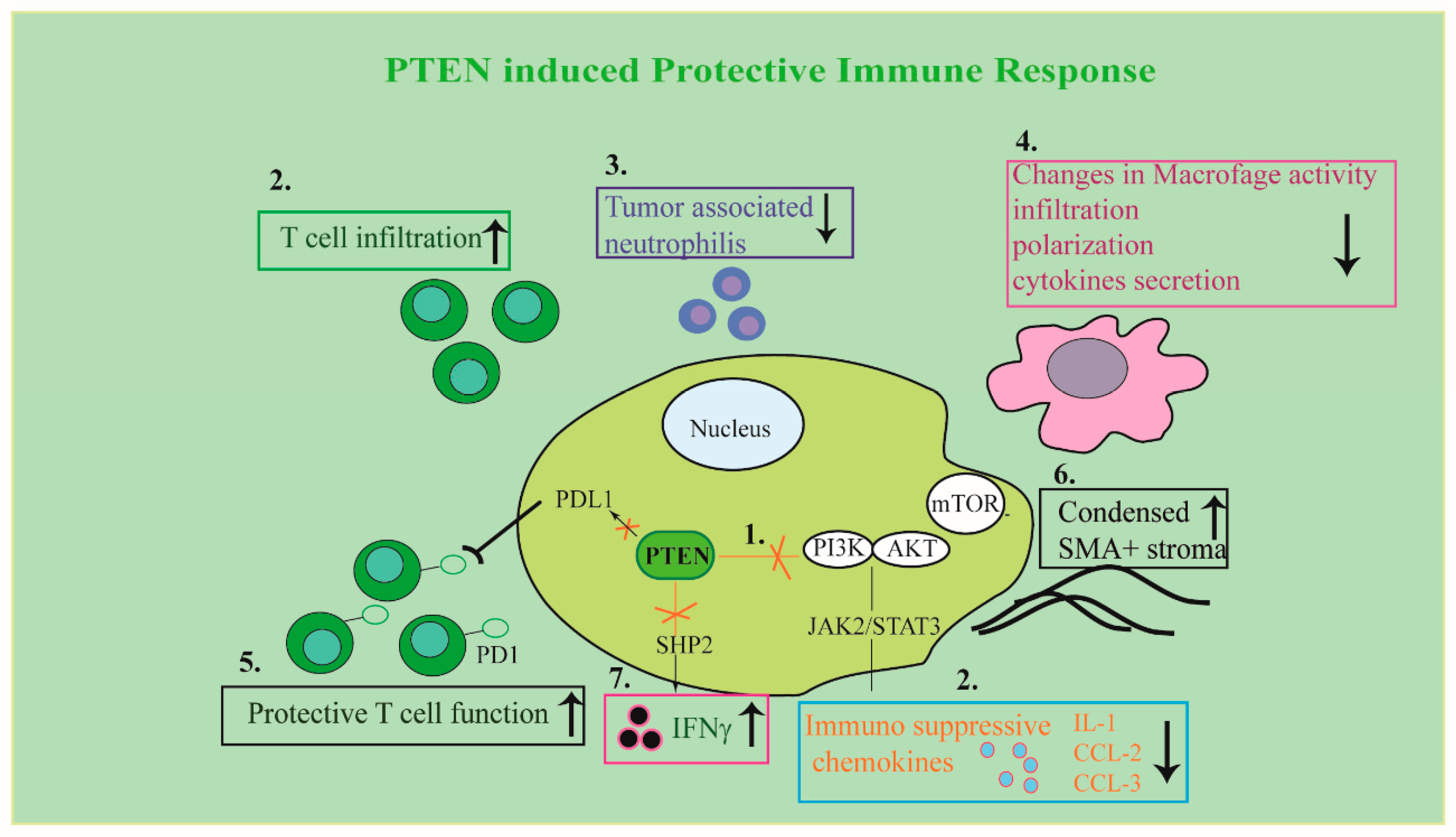 Cells Free Full Text The Tumor Suppressor Pten As Molecular Switch Node Regulating Cell Metabolism And Autophagy Implications In Immune System And Tumor Microenvironment Html