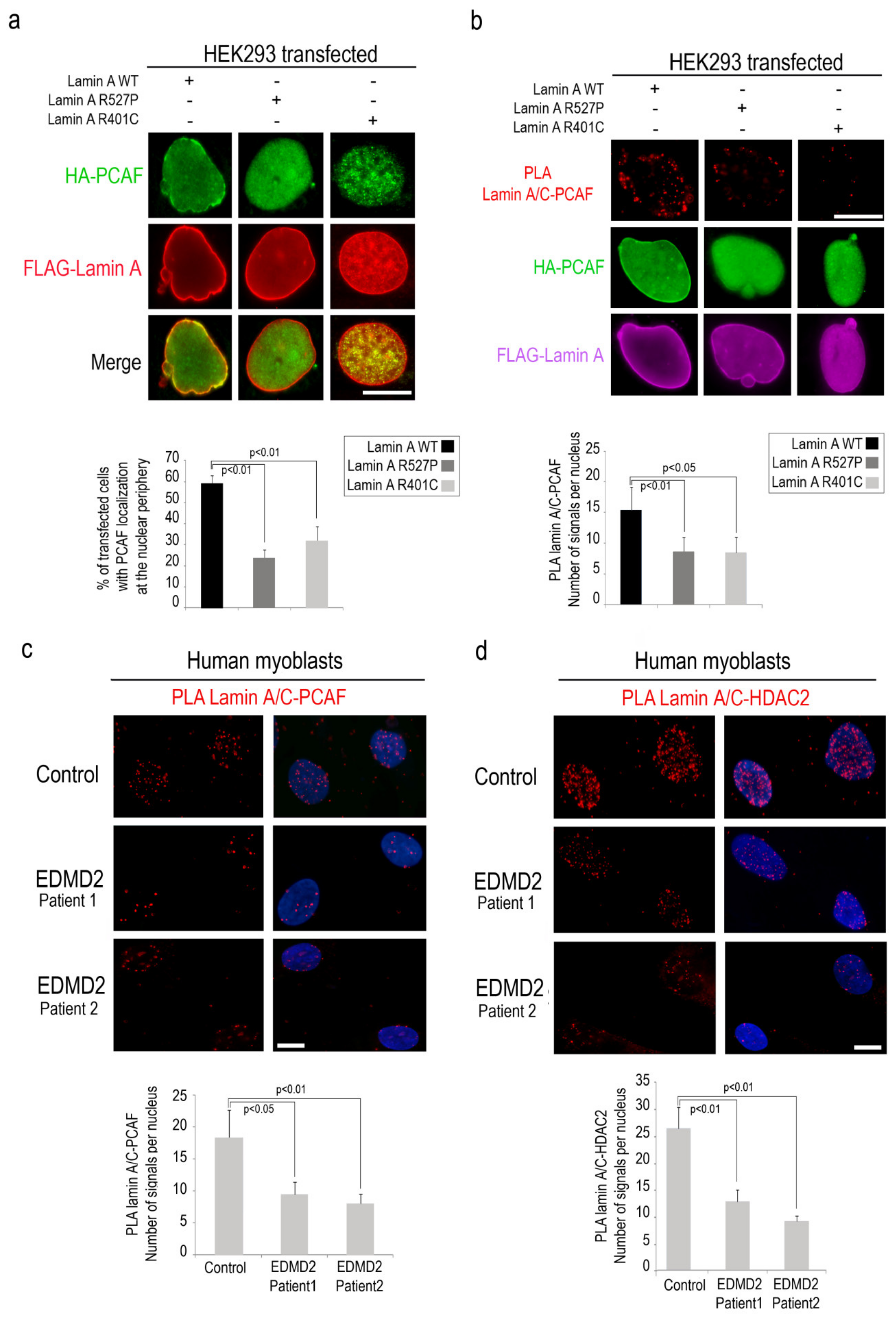 Cells 09 01735 g004 Cells 09 01735 g004