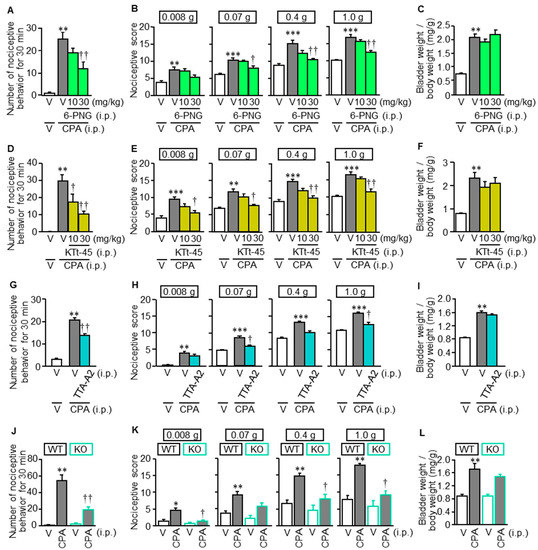 Cells Free Full Text Cystitis Related Bladder Pain Involves Atp Dependent Hmgb1 Release From Macrophages And Its Downstream H2s Cav3 2 Signaling In Mice Html
