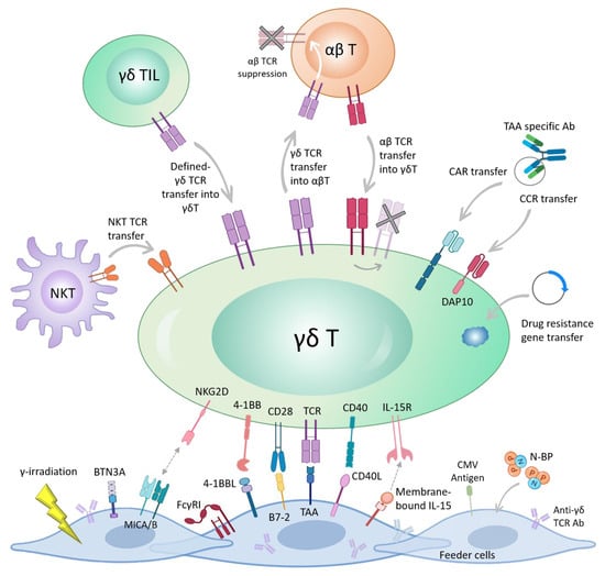 Cells, Free Full-Text