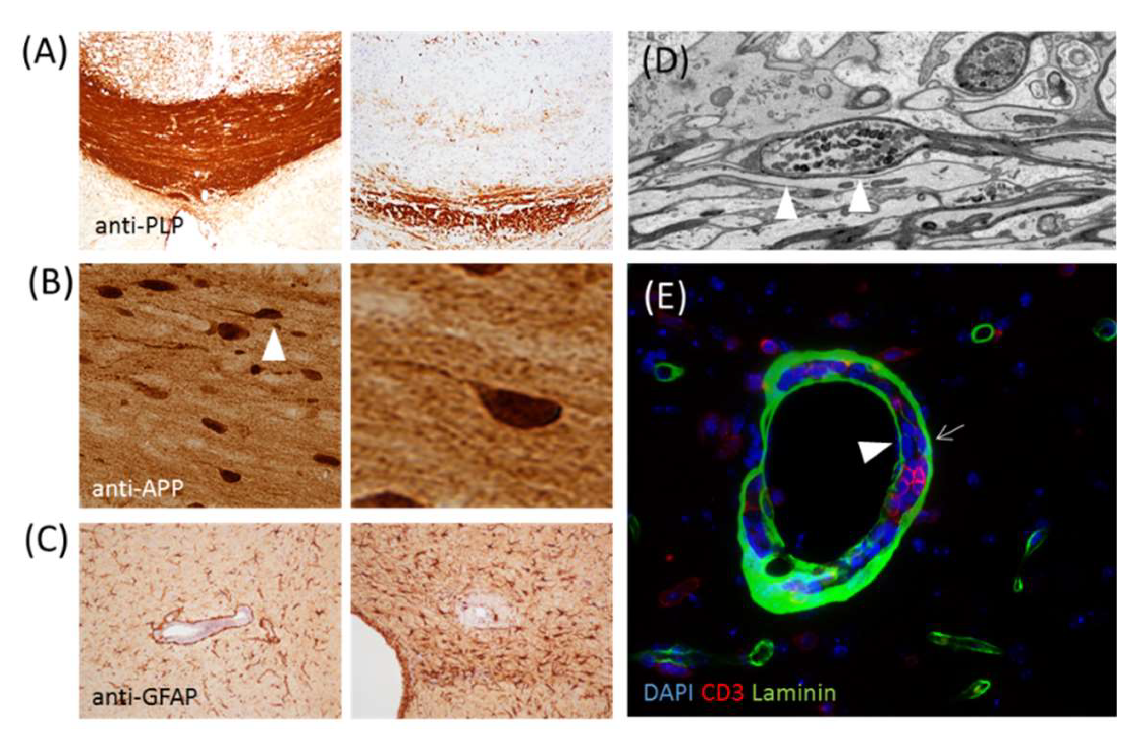 Cells 09 01771 g002 Cells 09 01771 g002