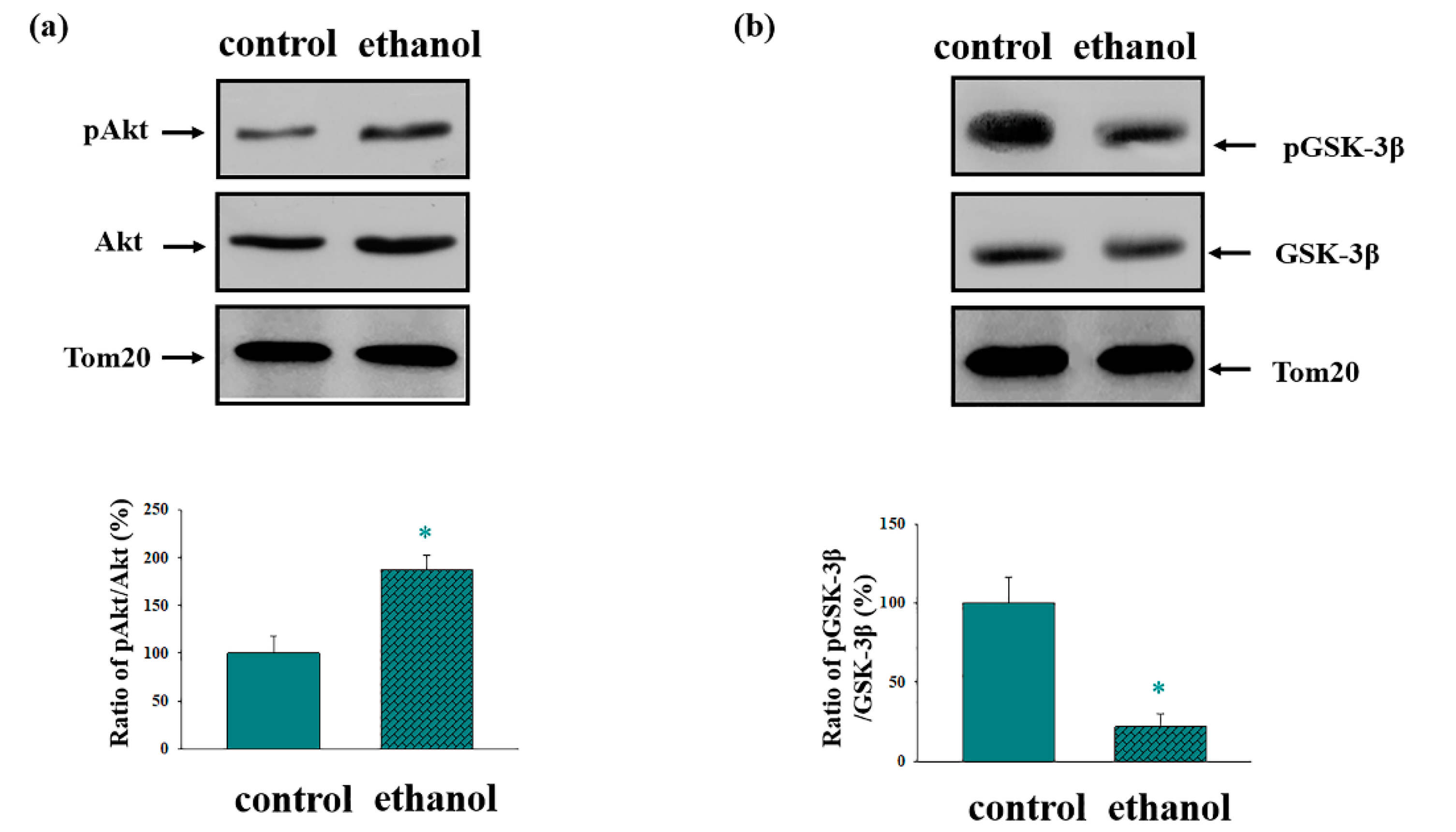 Cells 09 01774 g001 Cells 09 01774 g001