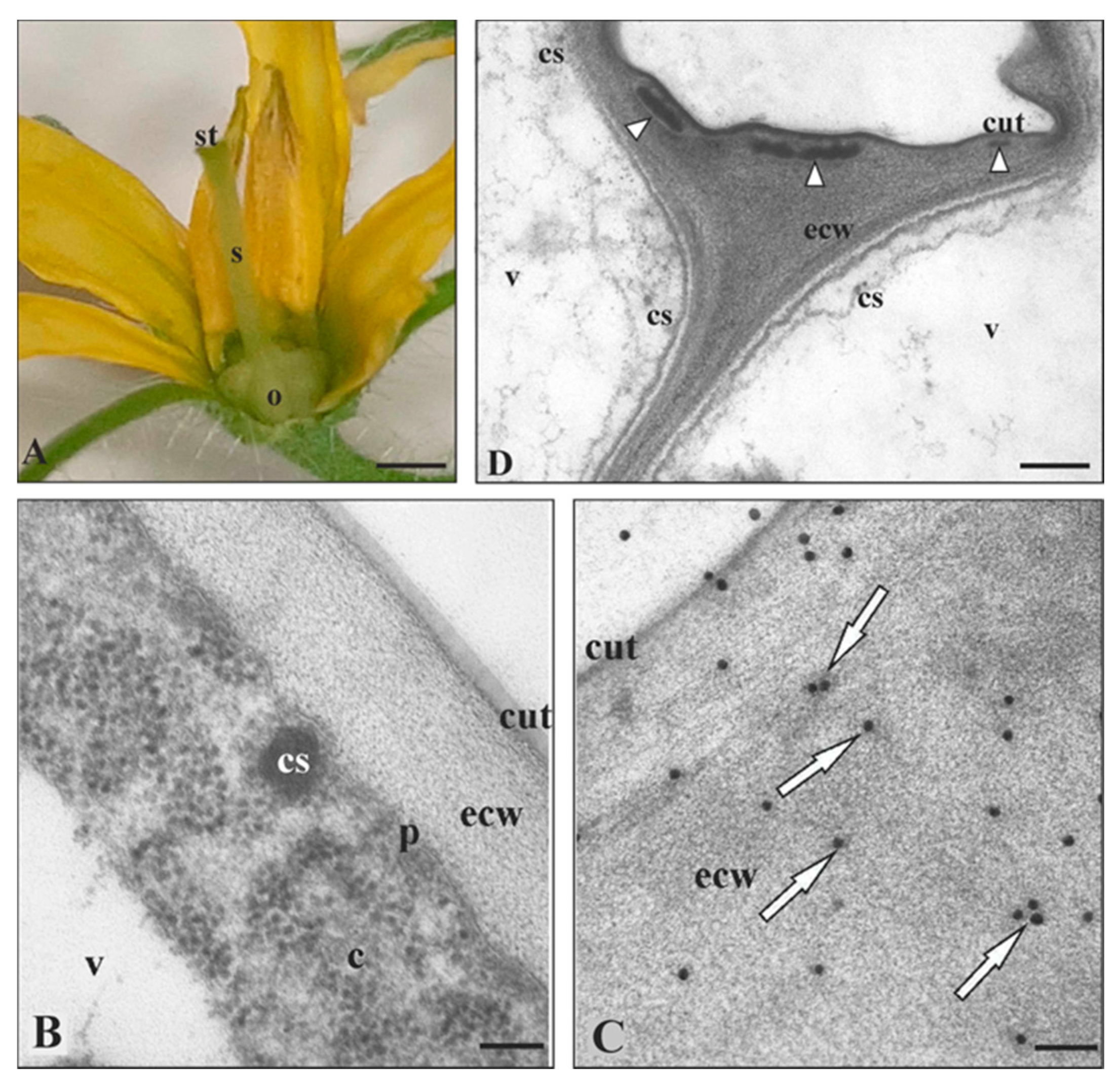 Cells 09 01778 g002 Cells 09 01778 g002