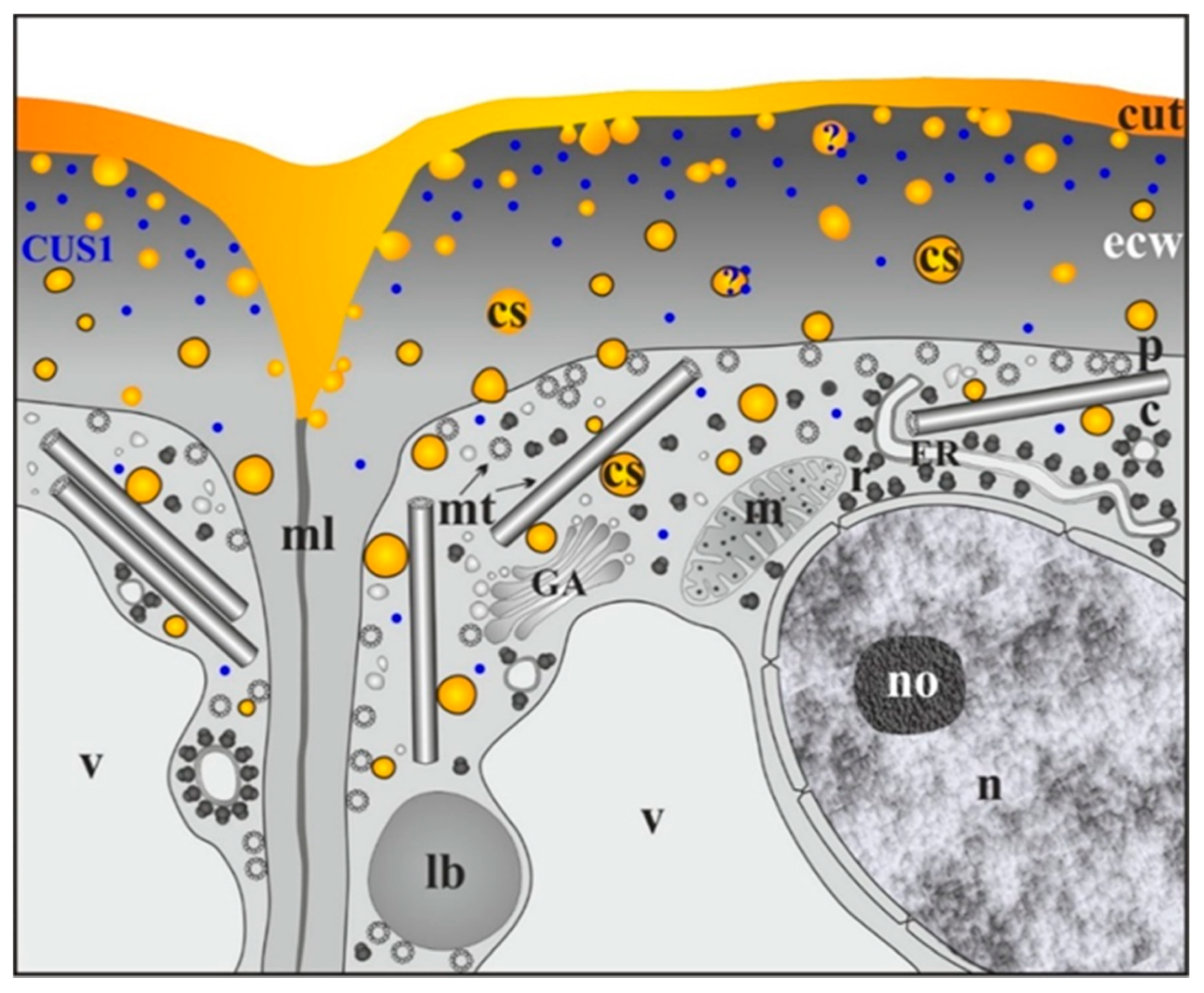 Cells 09 01778 g004 Cells 09 01778 g004