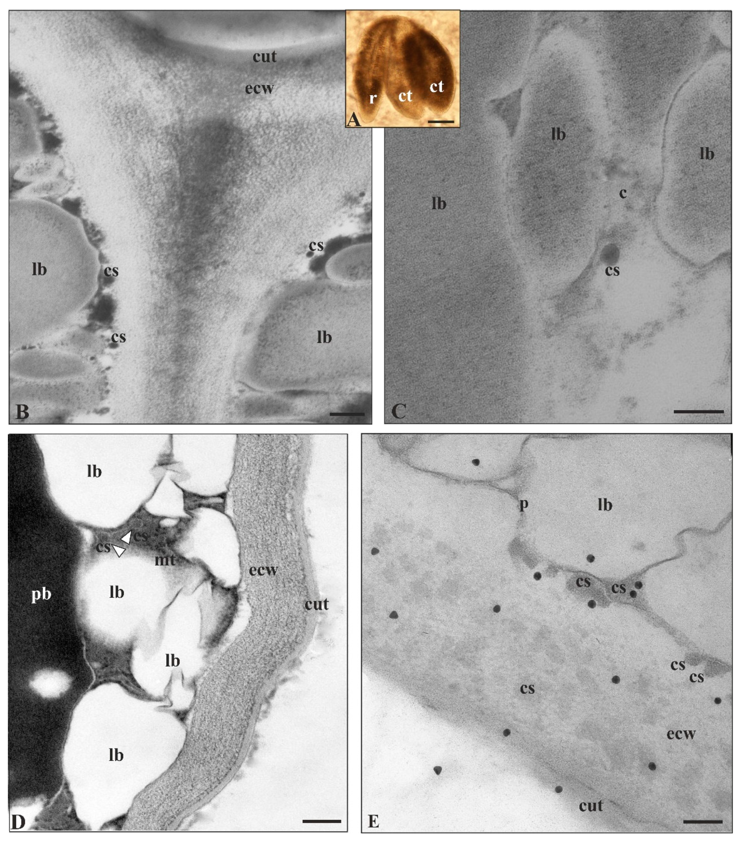 Cells 09 01778 g007 Cells 09 01778 g007