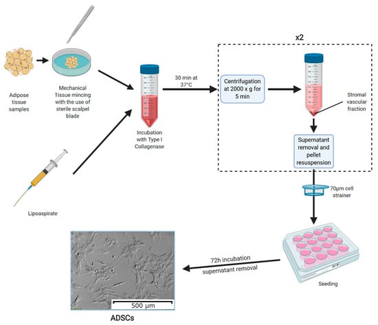Cells | Free Full-Text | In Vitro Cultures of Adipose-Derived Stem Cells:  An Overview of Methods, Molecular Analyses, and Clinical Applications | HTML