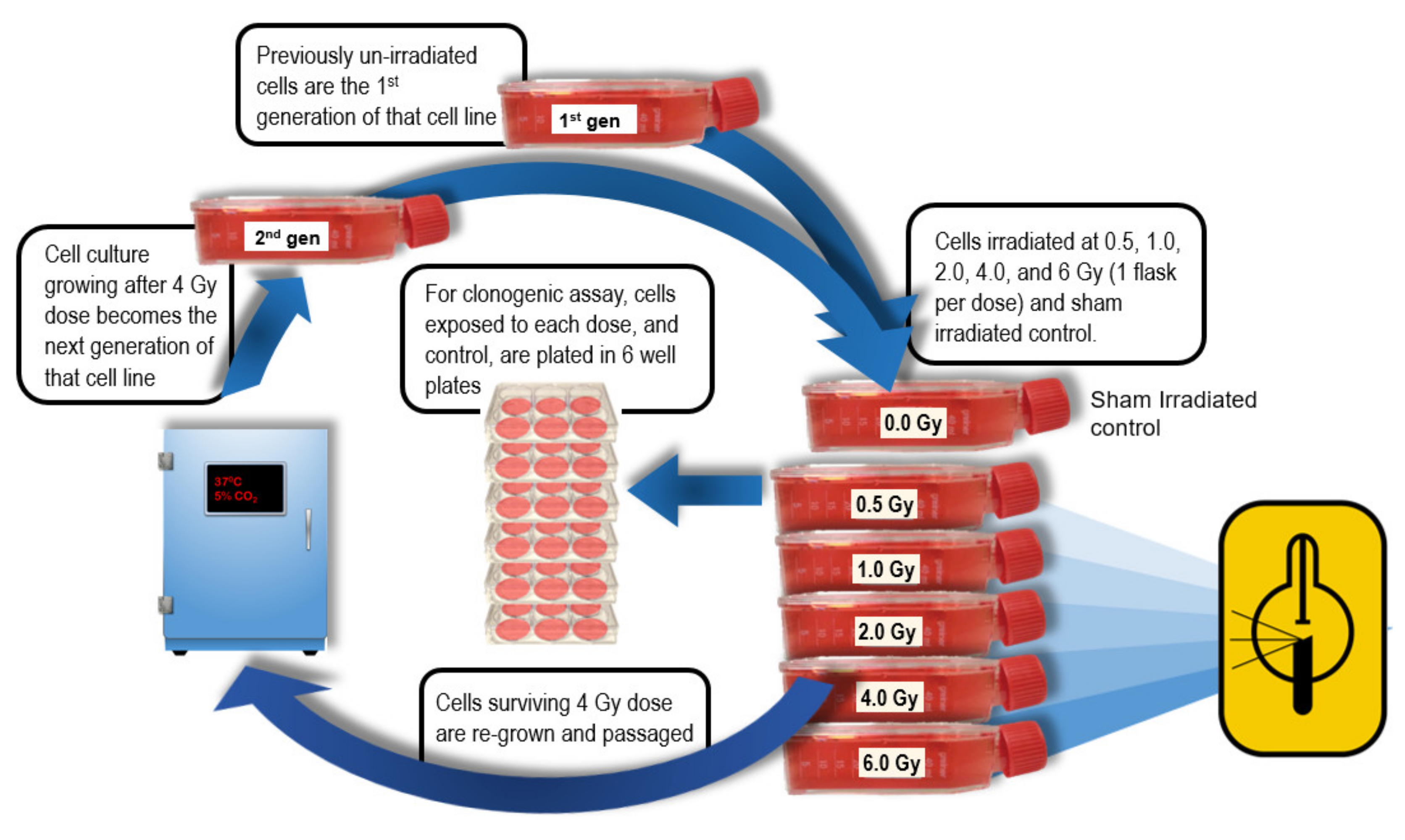 Cells 09 01788 g001 Cells 09 01788 g001