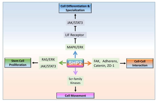 Cells Free Full Text Growth Factors and Cytokines