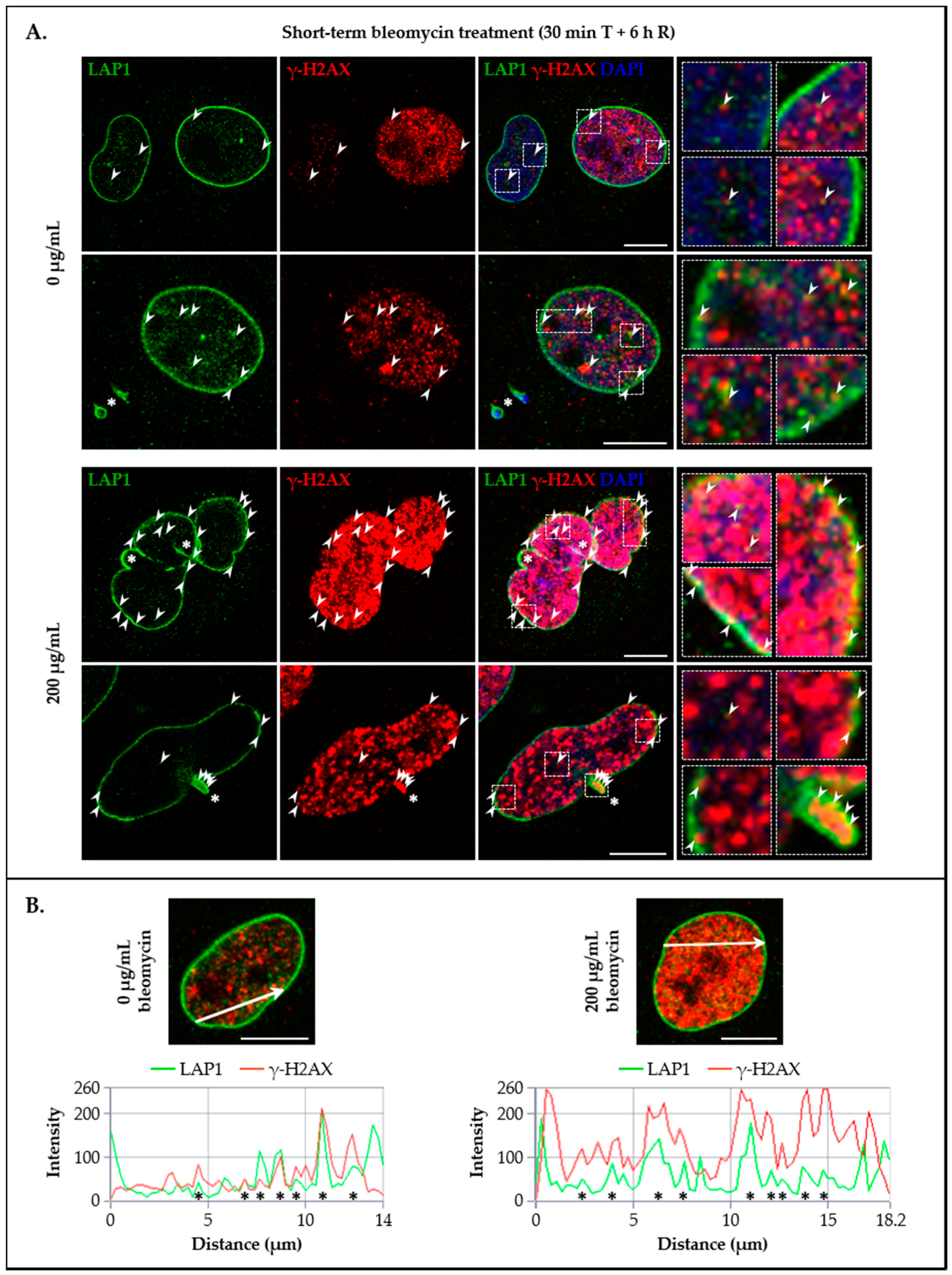 Cells 09 01804 g006 Cells 09 01804 g006