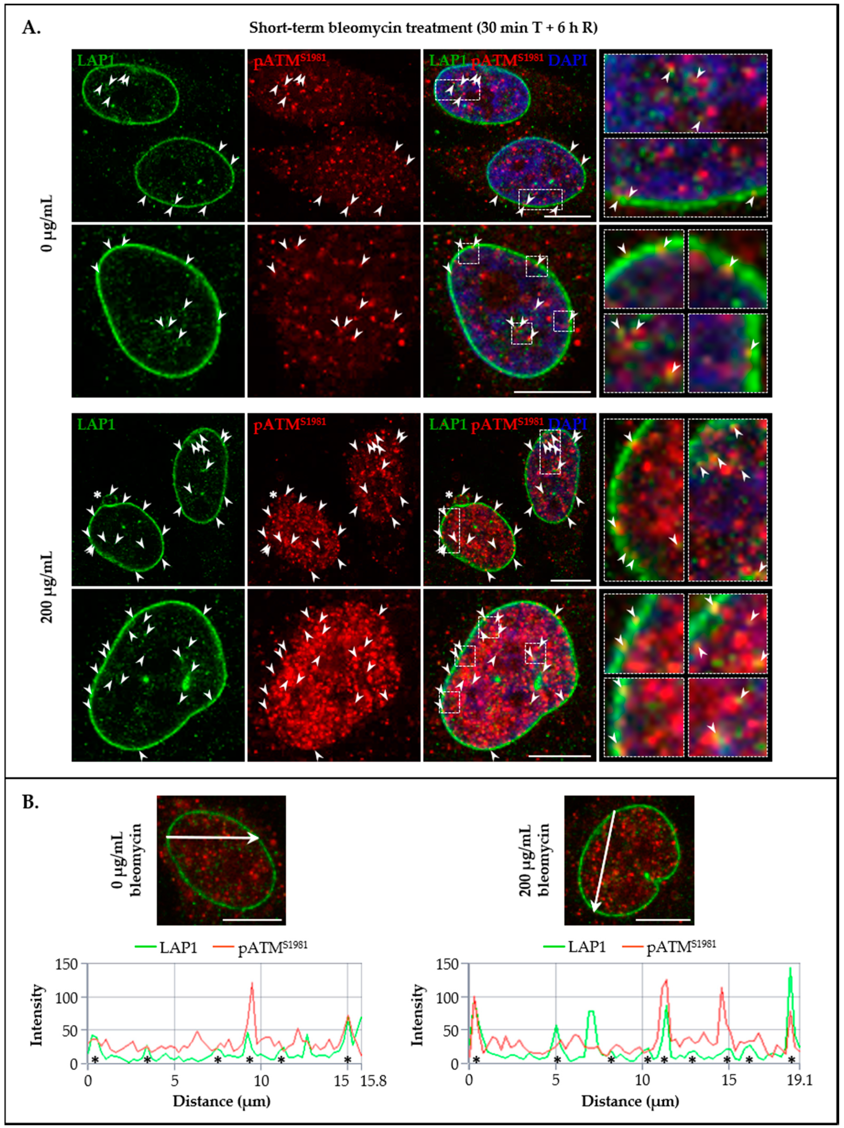 Cells 09 01804 g009 Cells 09 01804 g009