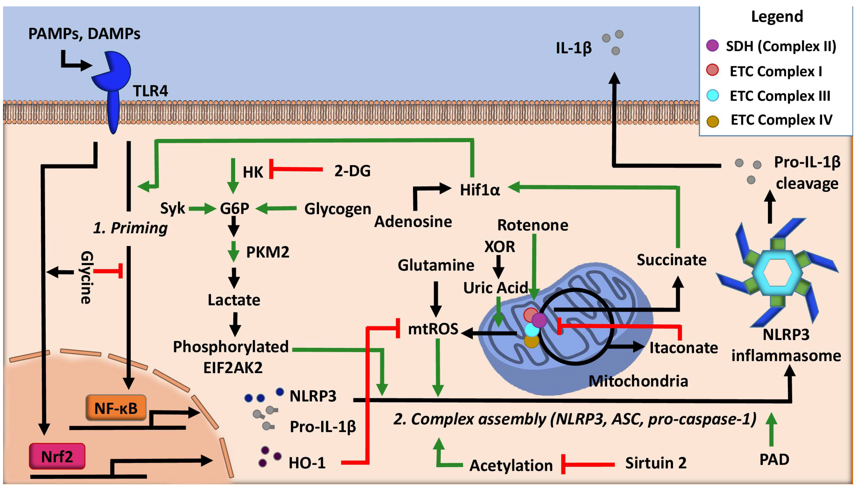 Cells | Free Full-Text | The NLRP3 Inflammasome: Metabolic Regulation ...