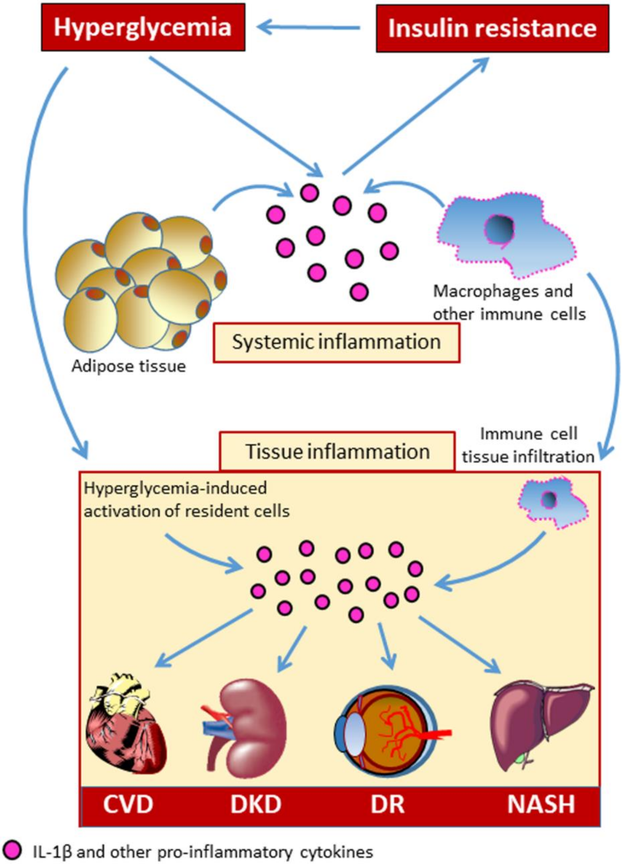 Cells | Free Full-Text | The Inflammasome in Chronic Complications of  Diabetes and Related Metabolic Disorders