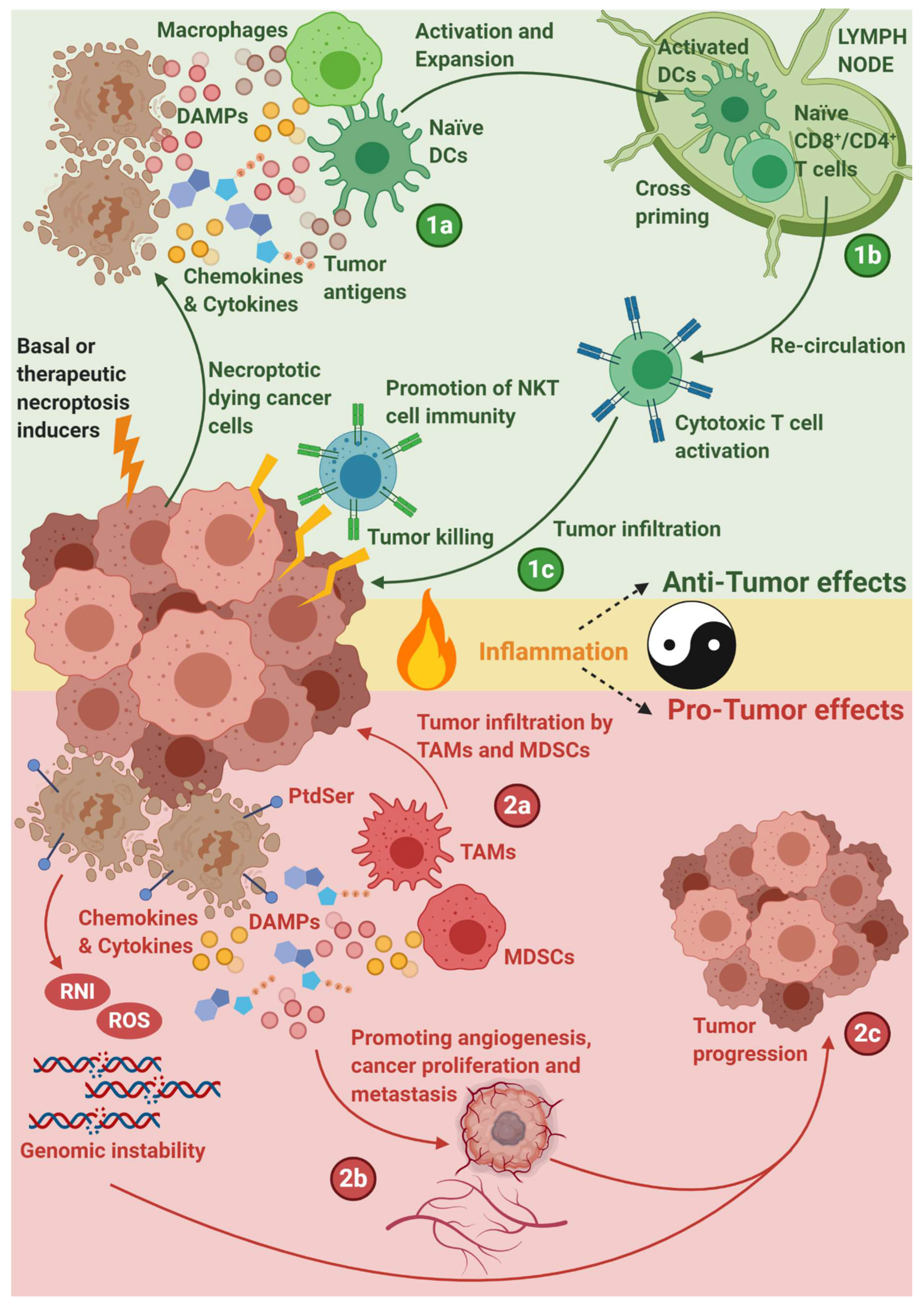 Cells | Free Full-Text | Necroptosis in Immuno-Oncology and Cancer  Immunotherapy | HTML