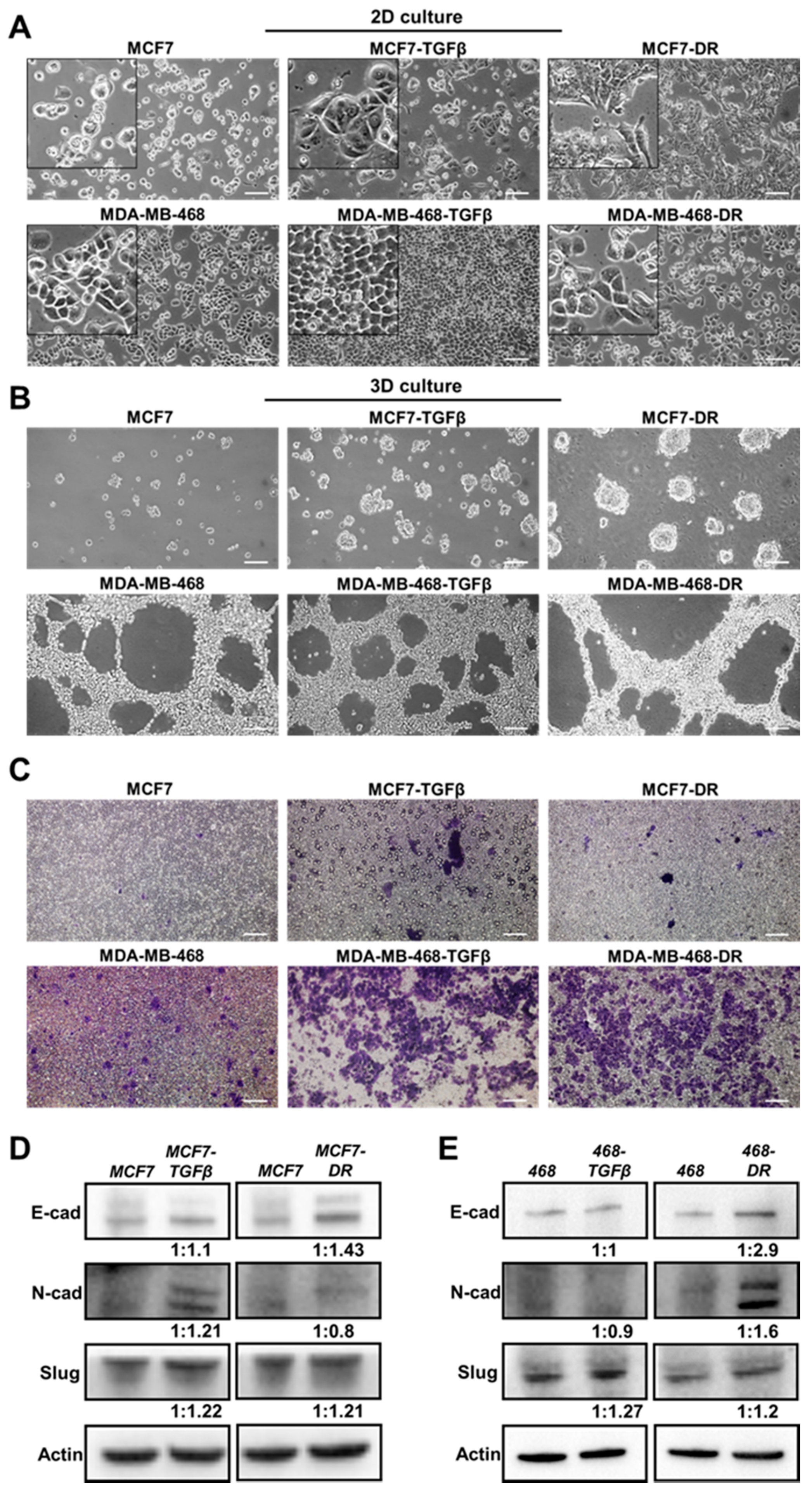 Cells 09 01826 g002 Cells 09 01826 g002