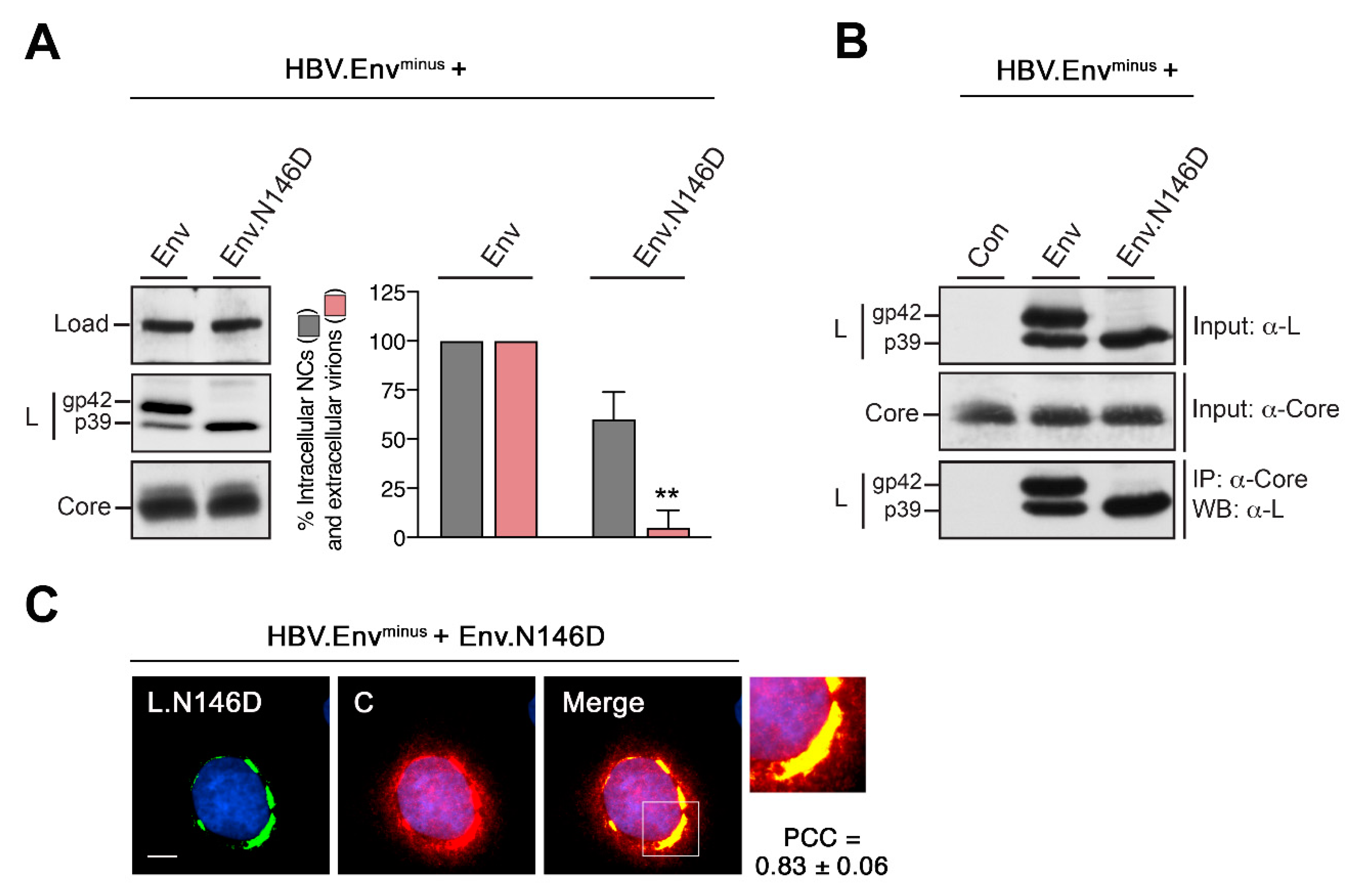 Cells 09 01889 g006 Cells 09 01889 g006